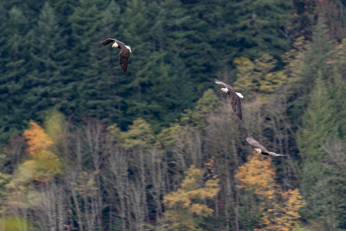 Bald Eagles