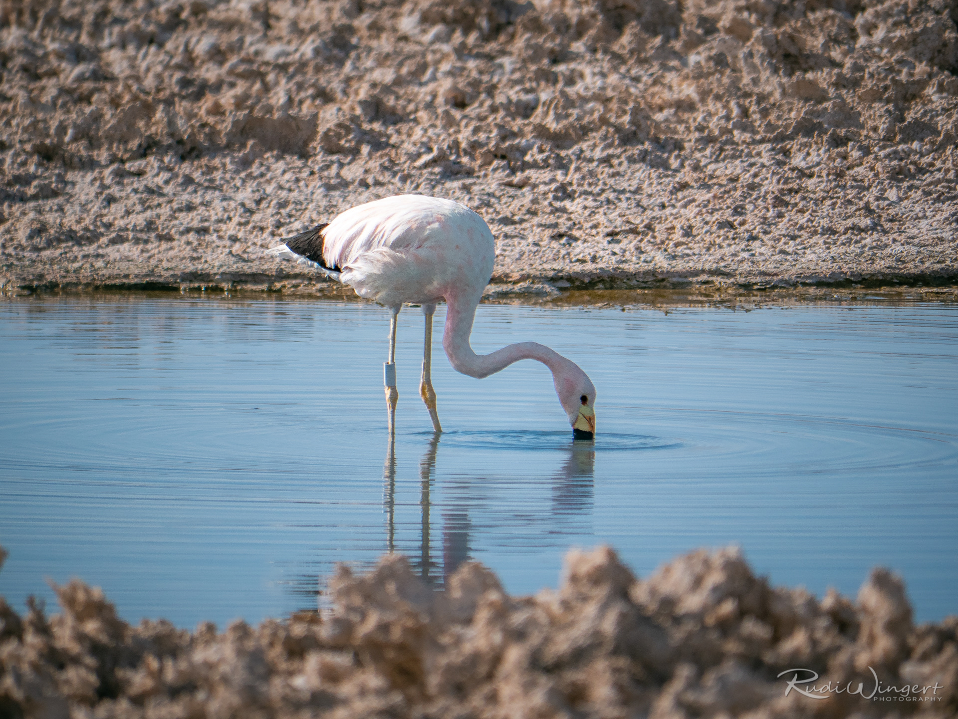 Reserva de Flamingos | San Pedro de Atacama