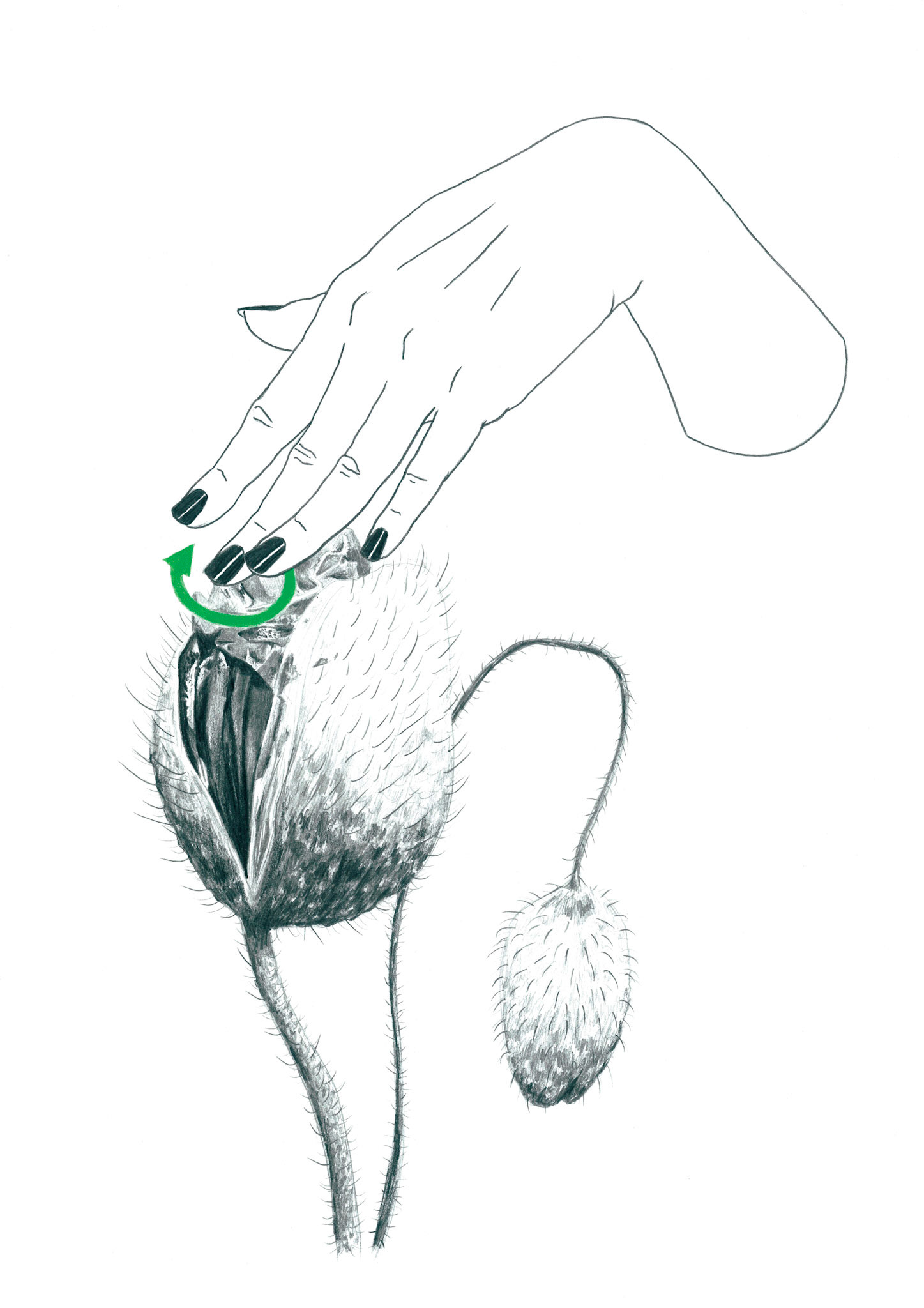 Sans titre, (série «Horti·cul·ture (clin d’oeil lubrique à Jousissance Club)»), 2019, graphite sur papier, 29,7 x 42 cm Dans la vie... ? © Alexia Atmouni
