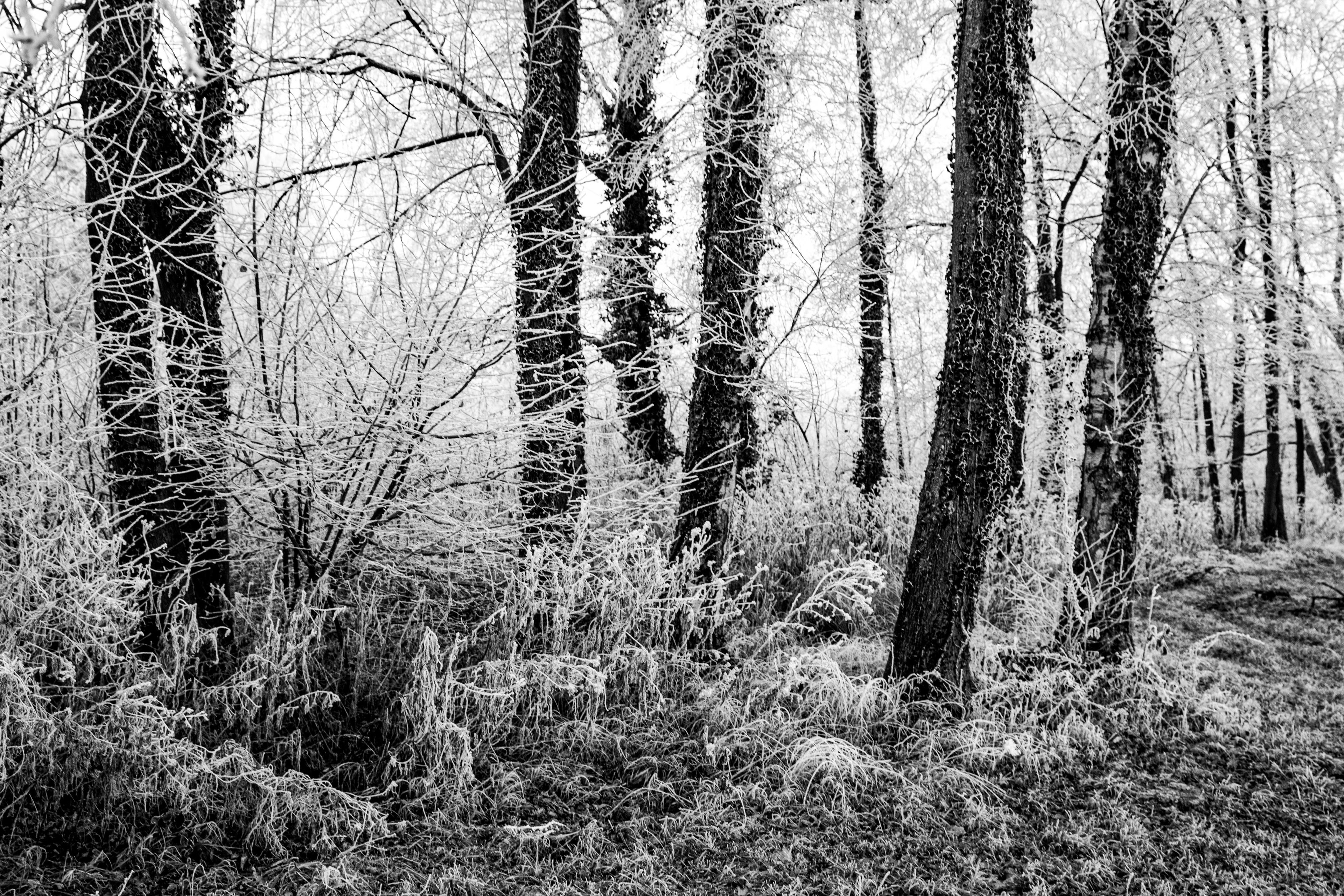 Winter at Breuil le sec Picardie/France