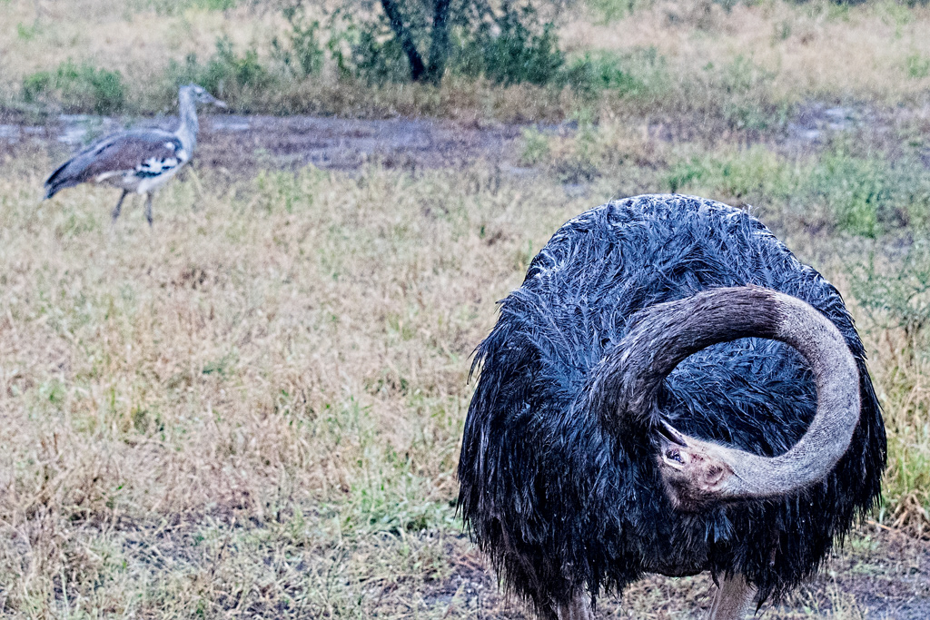 Ostrich and Kori Bustard