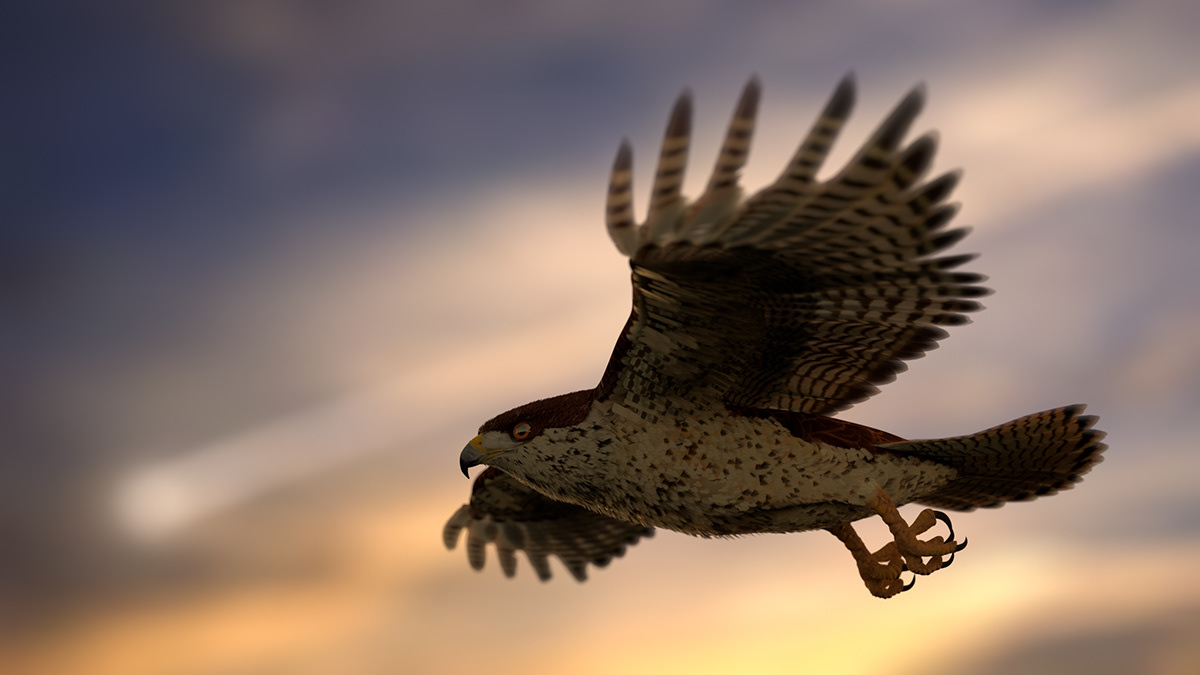 Mahmoud Ellithy - 3d Arabian falcon Created with Maya and XGen