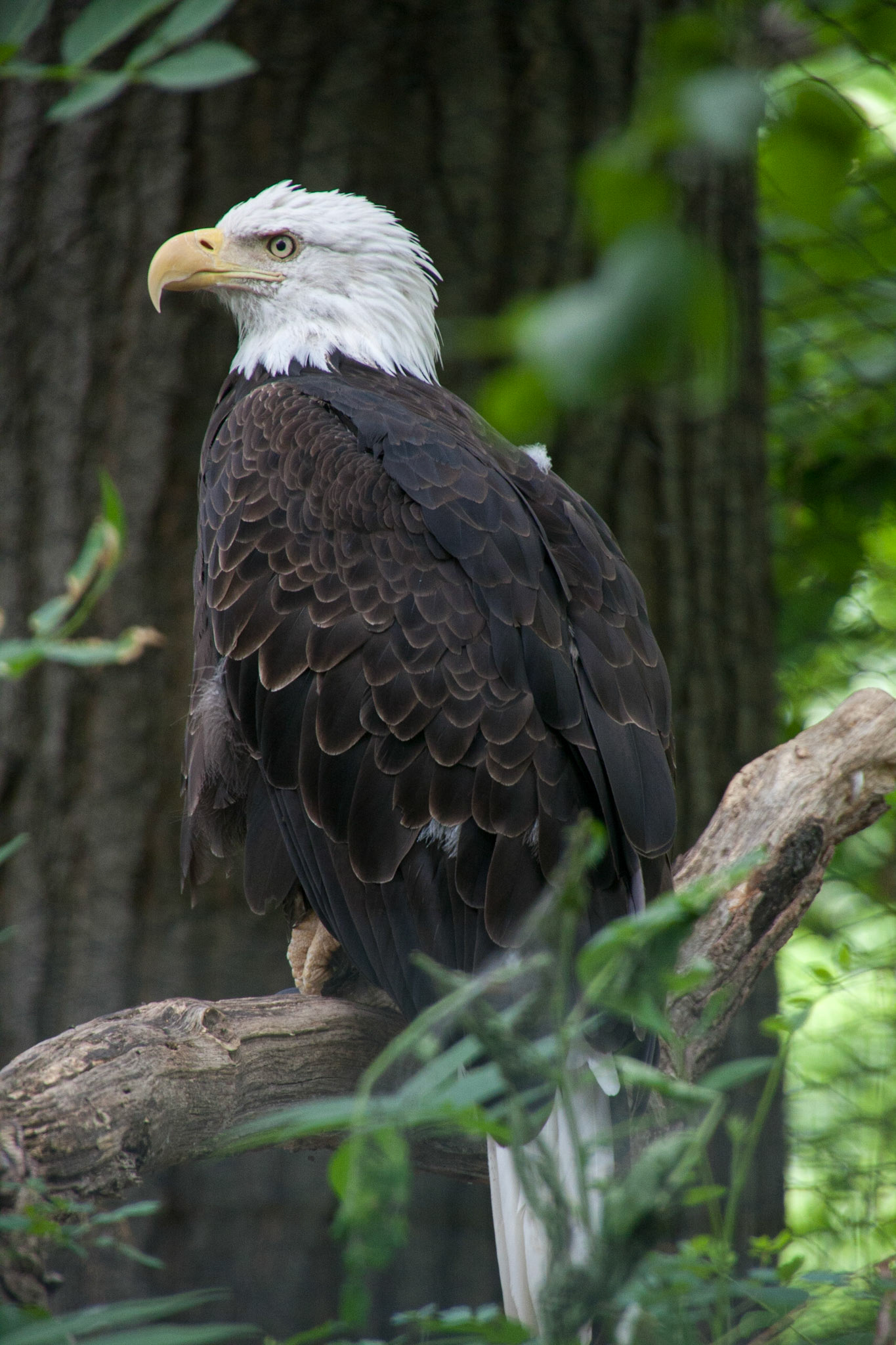 Bald eagle