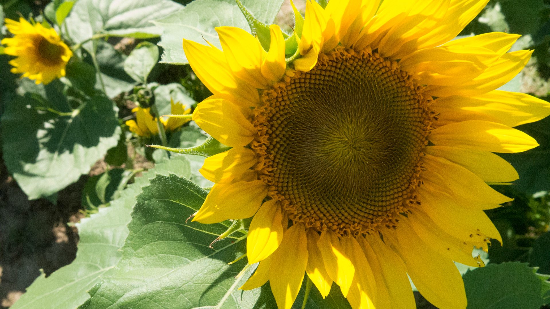 Cute little sunflower