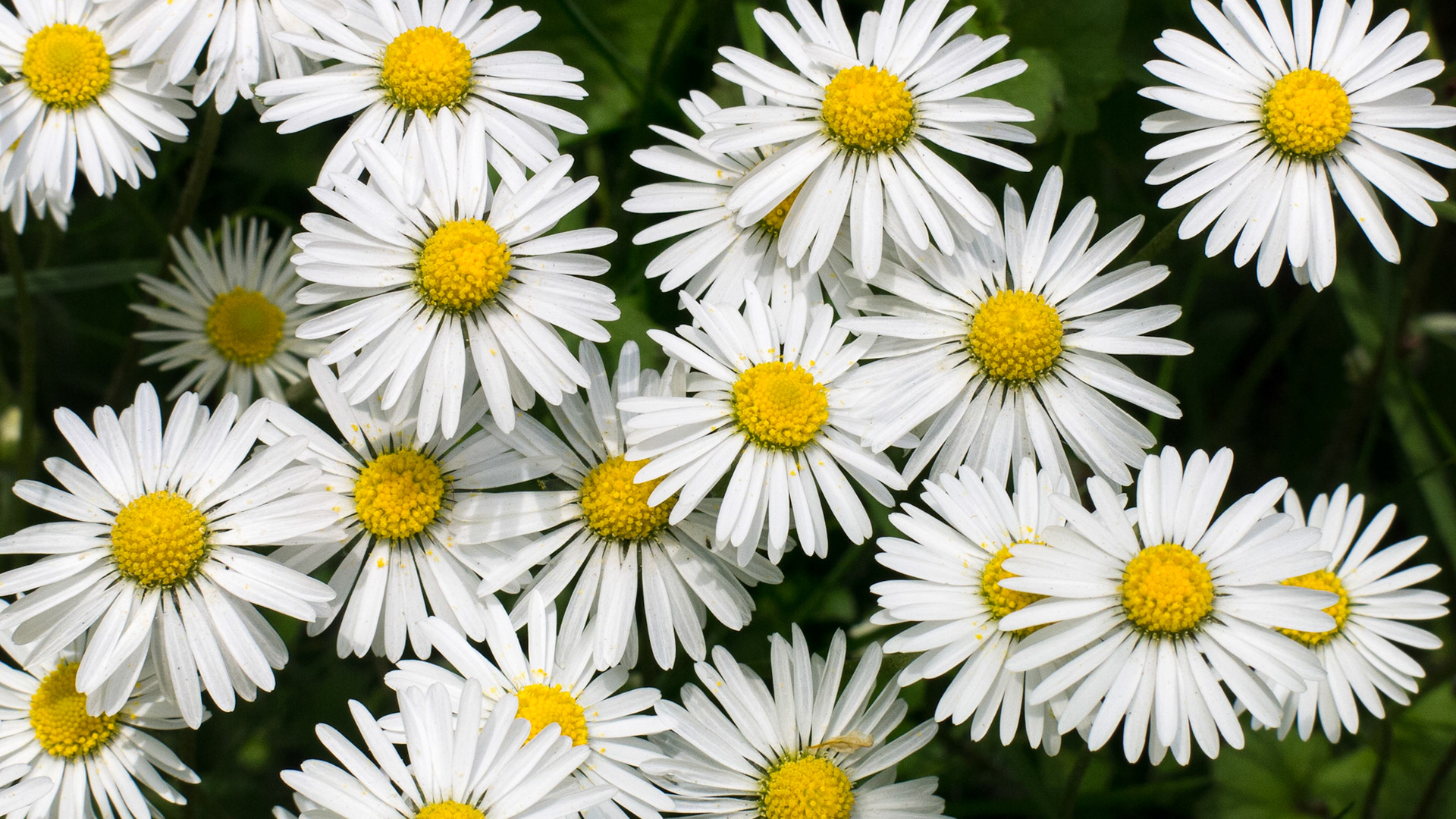 Daisies 1