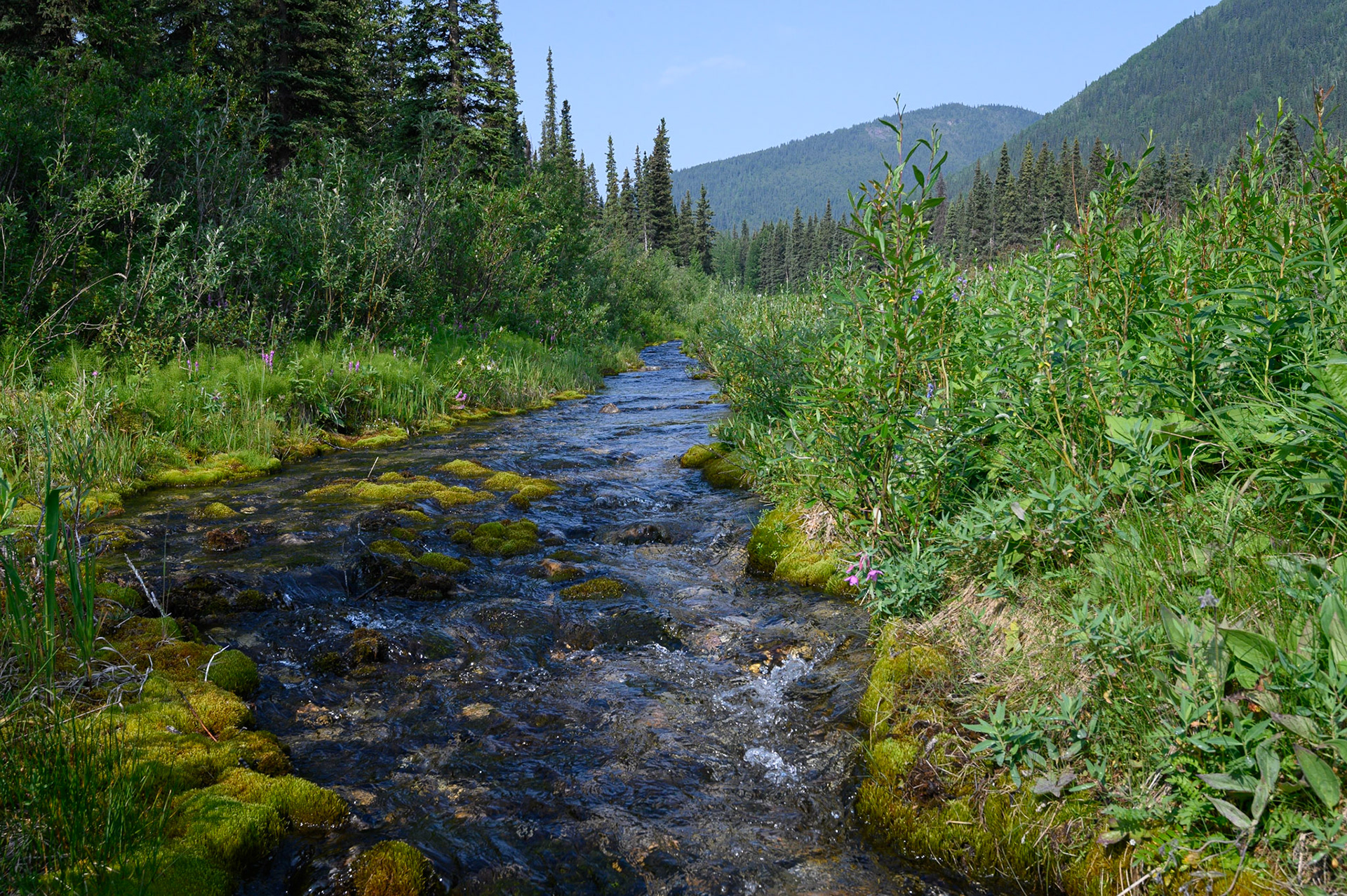 Stream along Alaska Highway, east of Toad River, B.C.