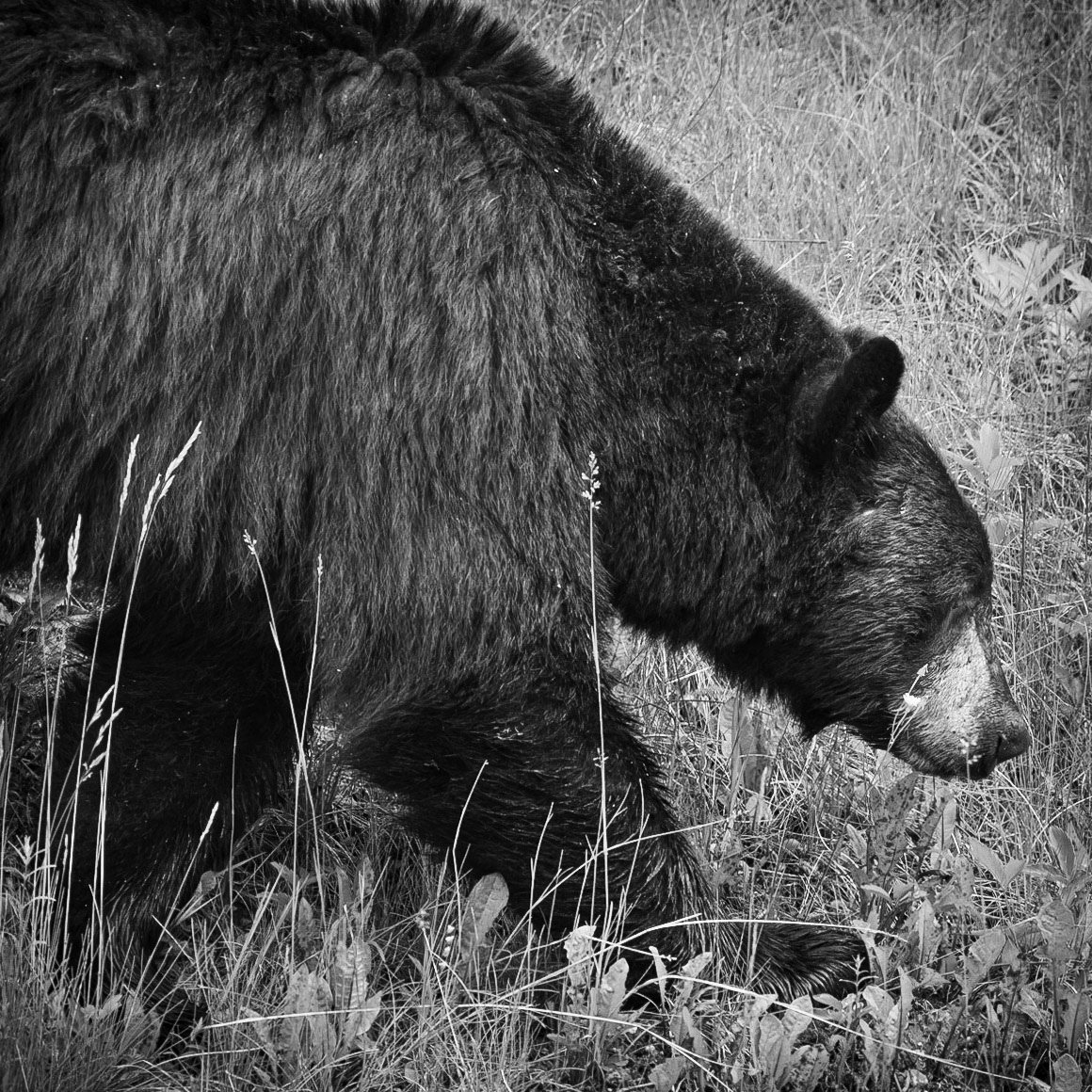 Black bear. Near Muncho Lake, B.C.