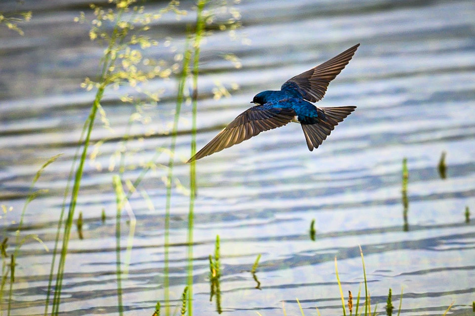 Tree swallow. Carcross, Yukon