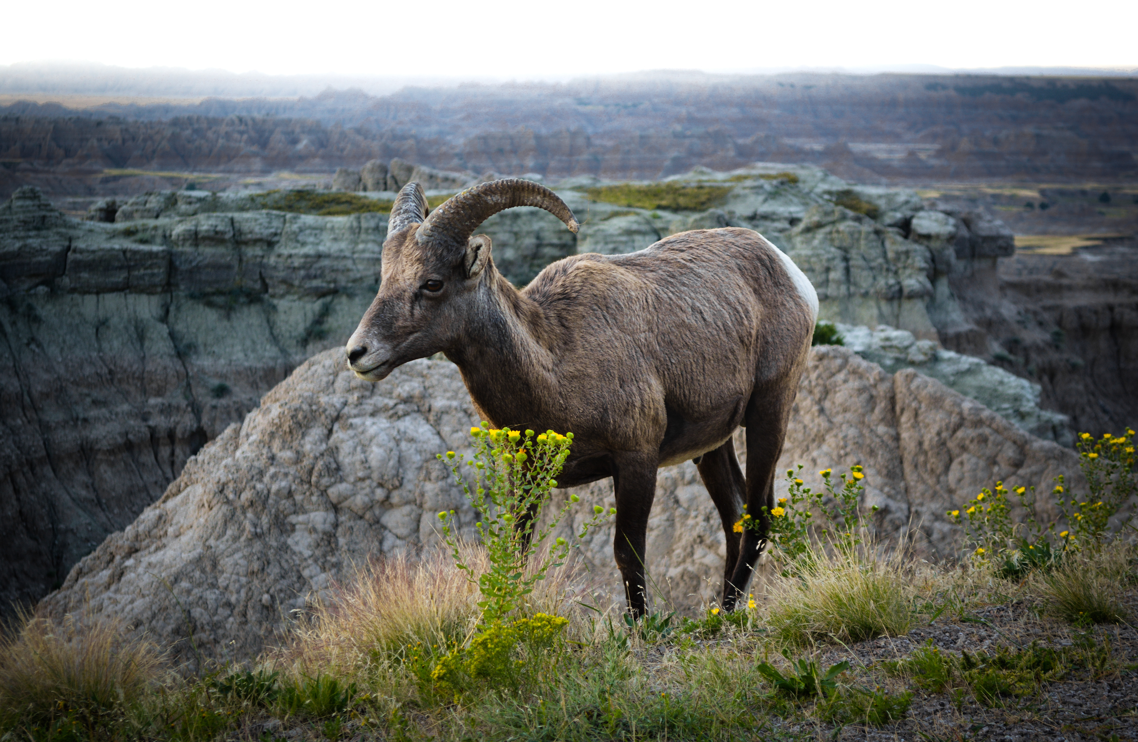 Ram in South Dakota Badlands