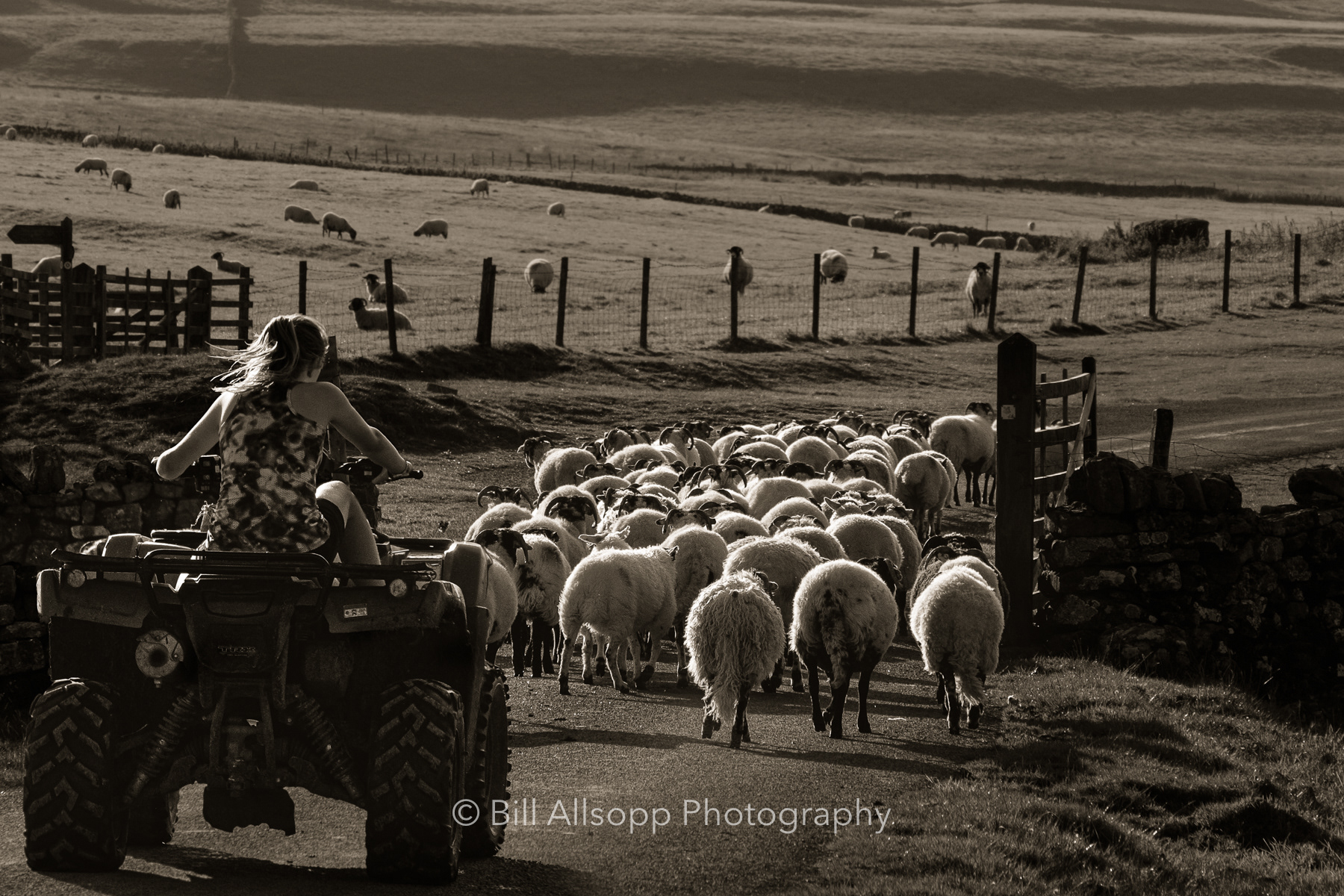 Off to new pastures.