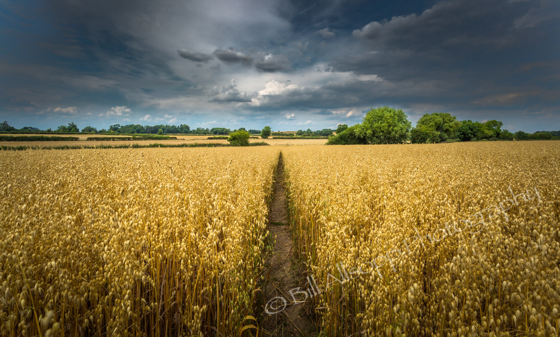 Footpath through a field of oats under a threatening sky.