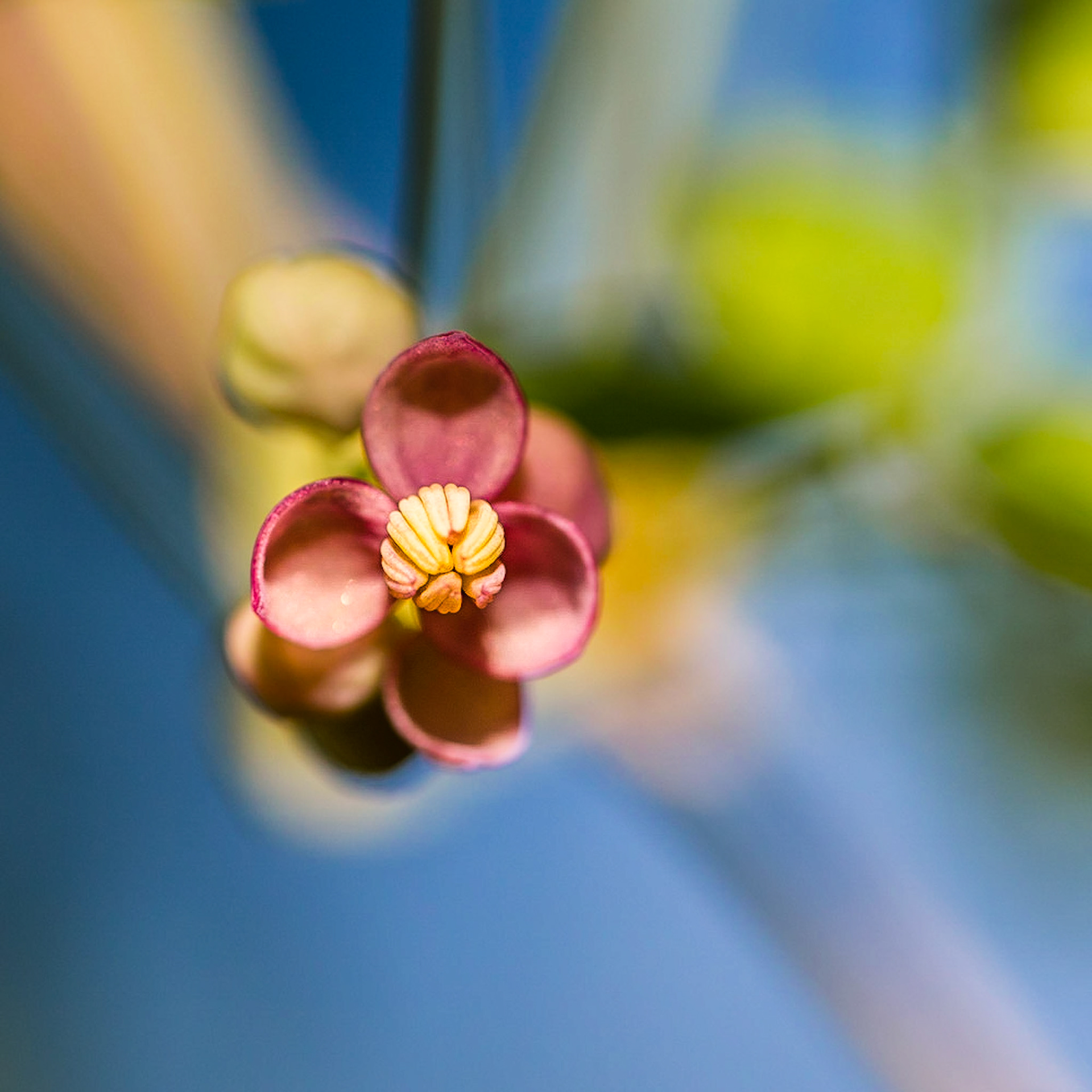 Pink flower in bokeh