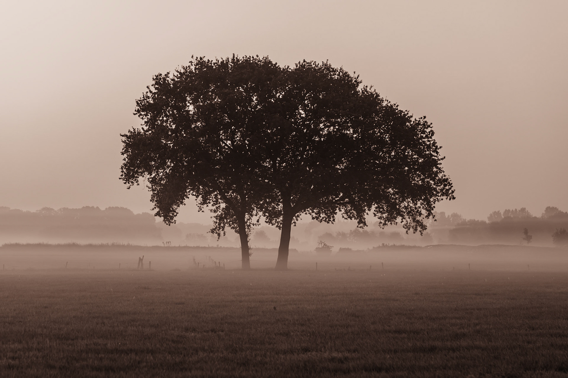 Lone tree in morning fog