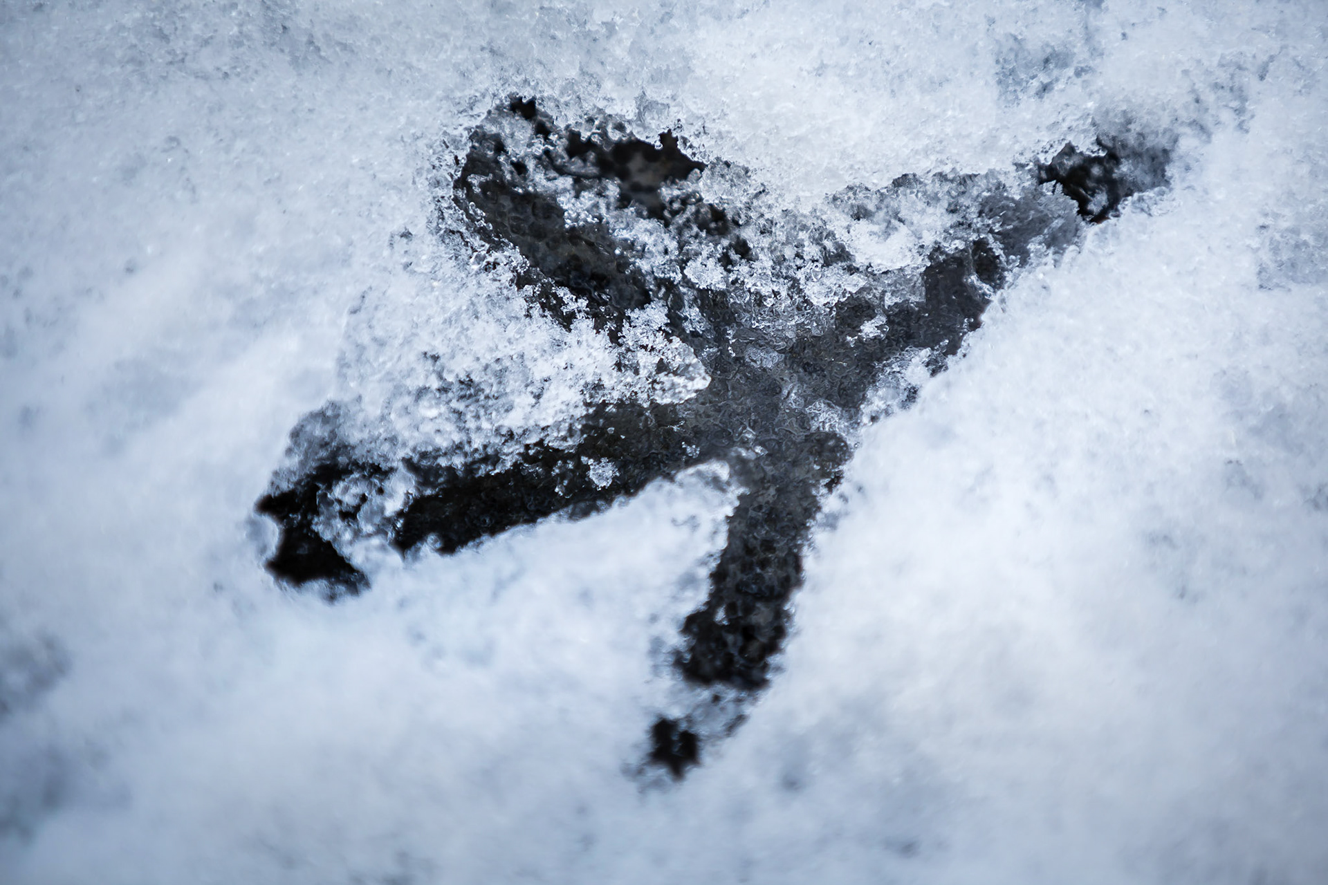 Birdprint