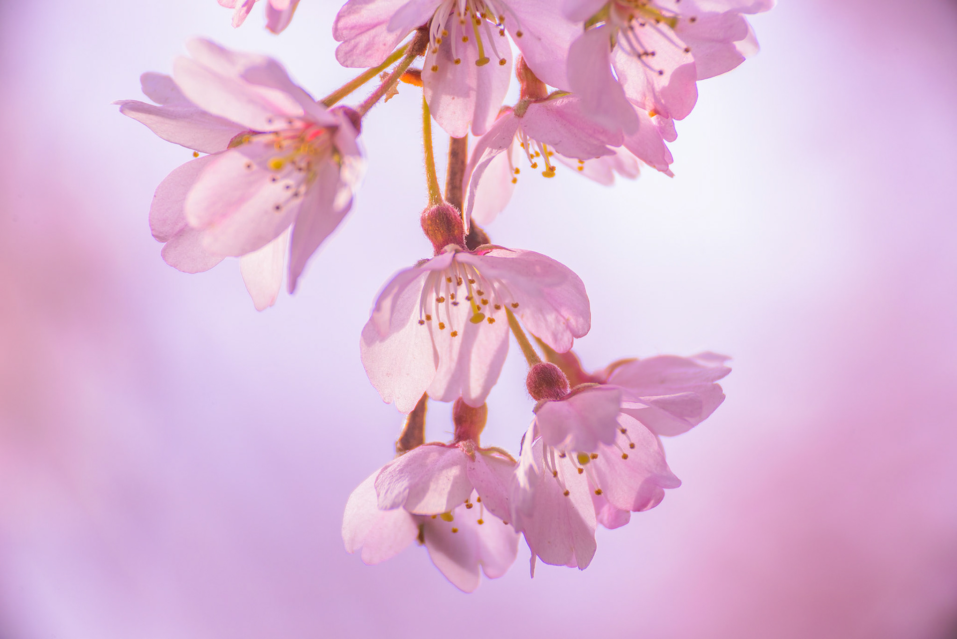 六義園のしだれ桜