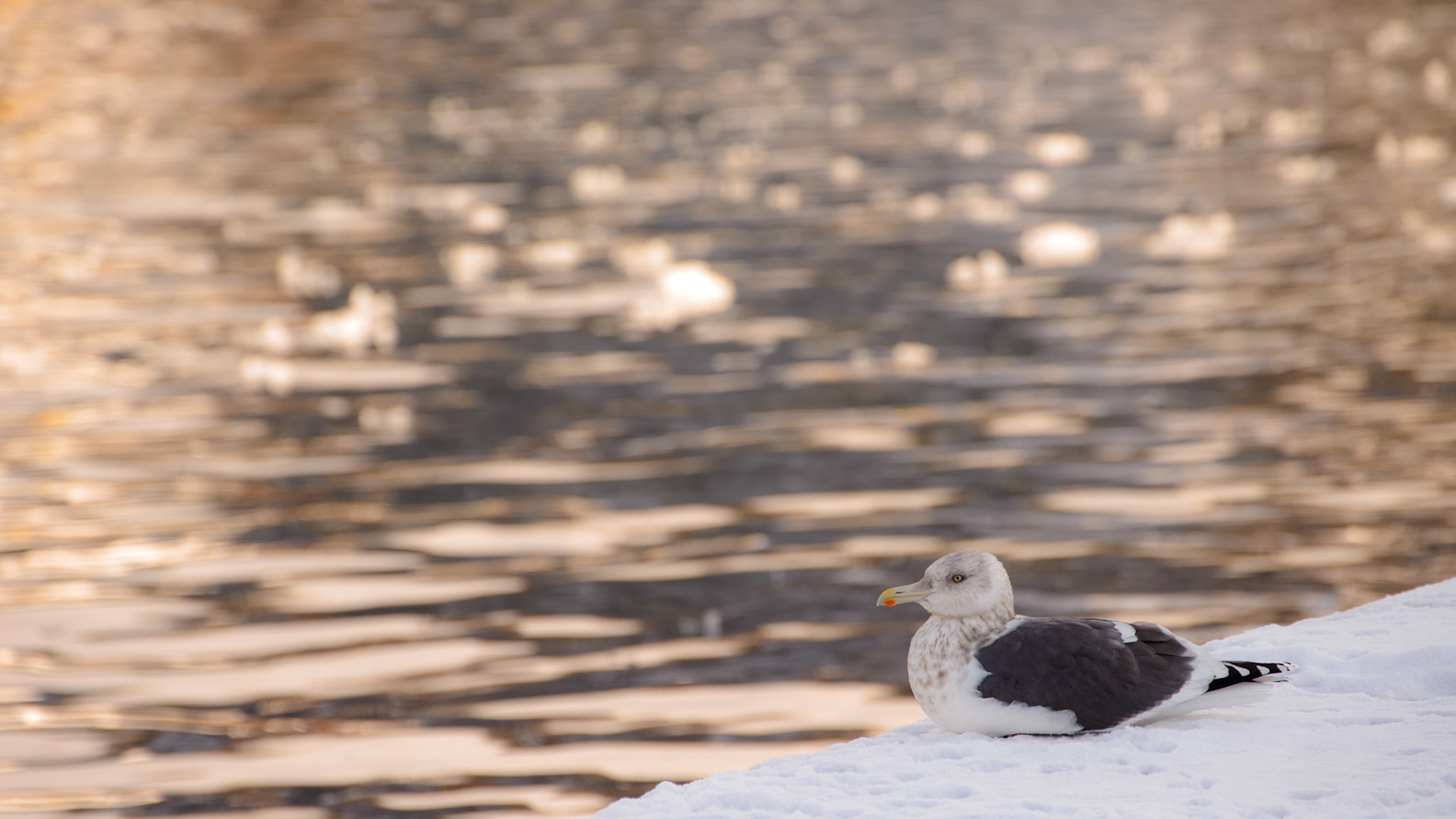 灰背鷗 日本 北海道 ウトロ 流氷