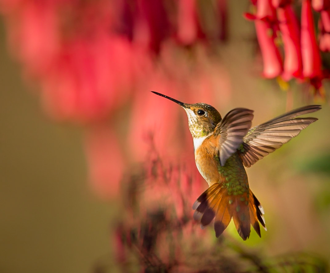 Annas Hummingbird hovering.