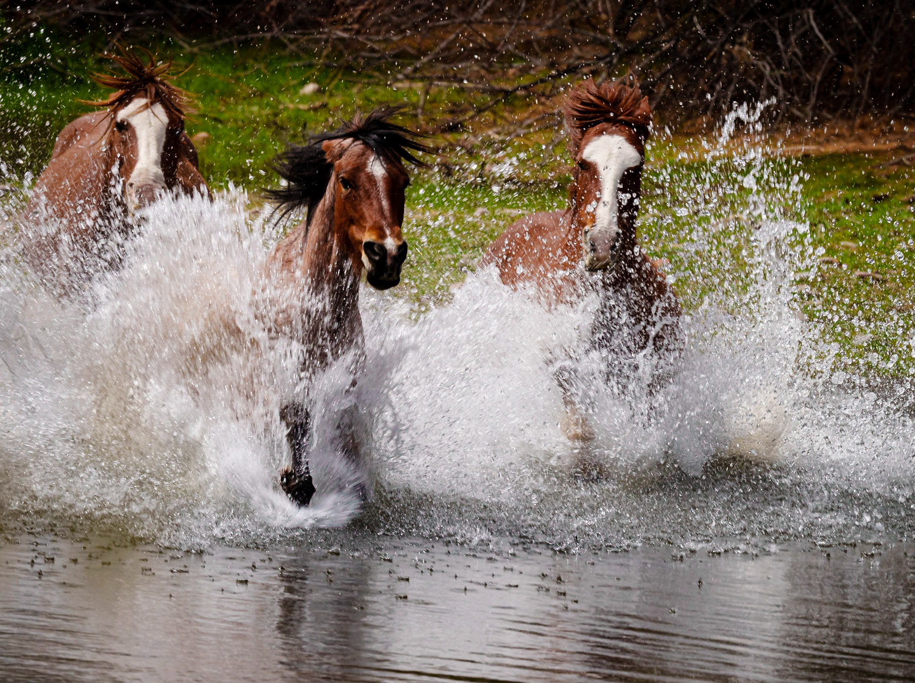 Wild Horses River Stampede