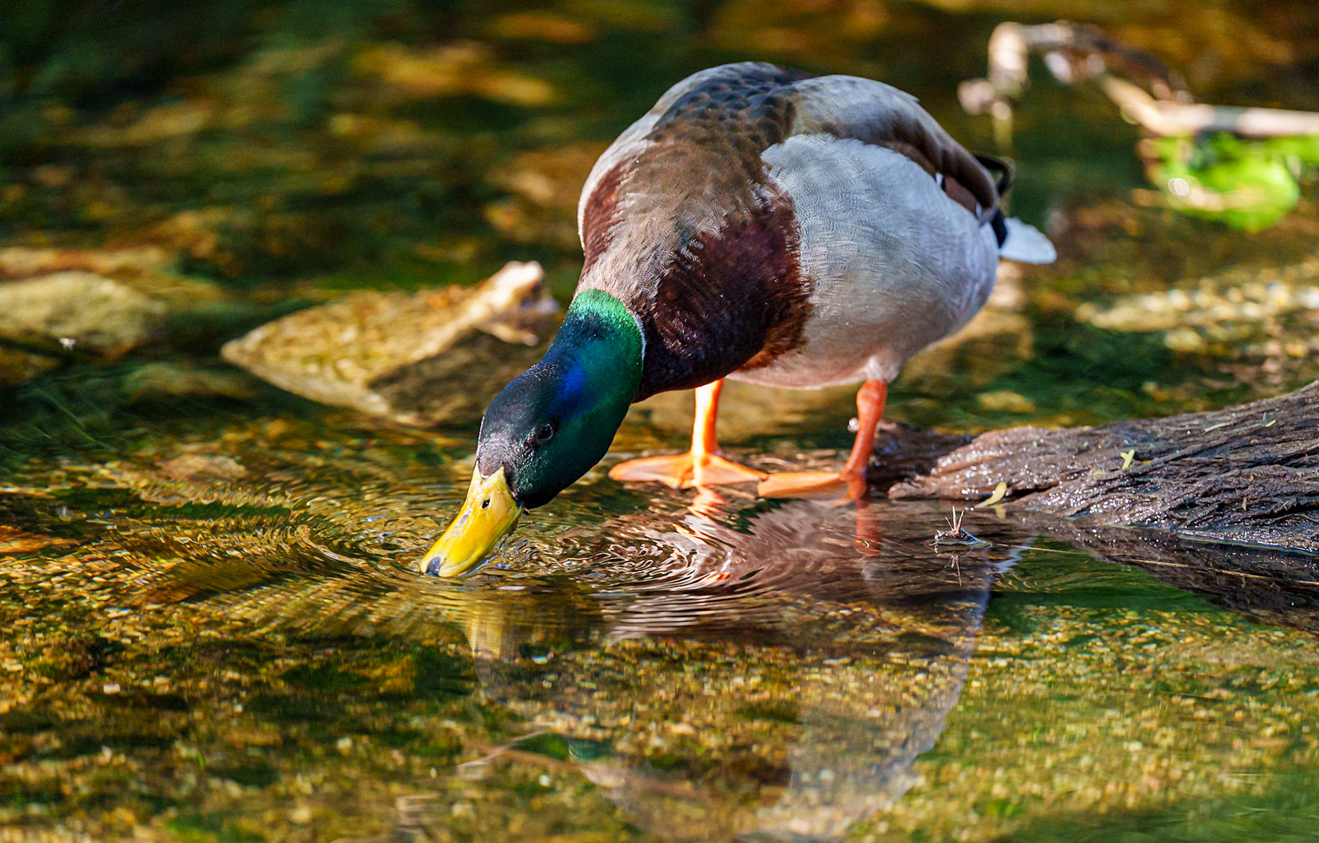 Mallard Drinking from clear stream.