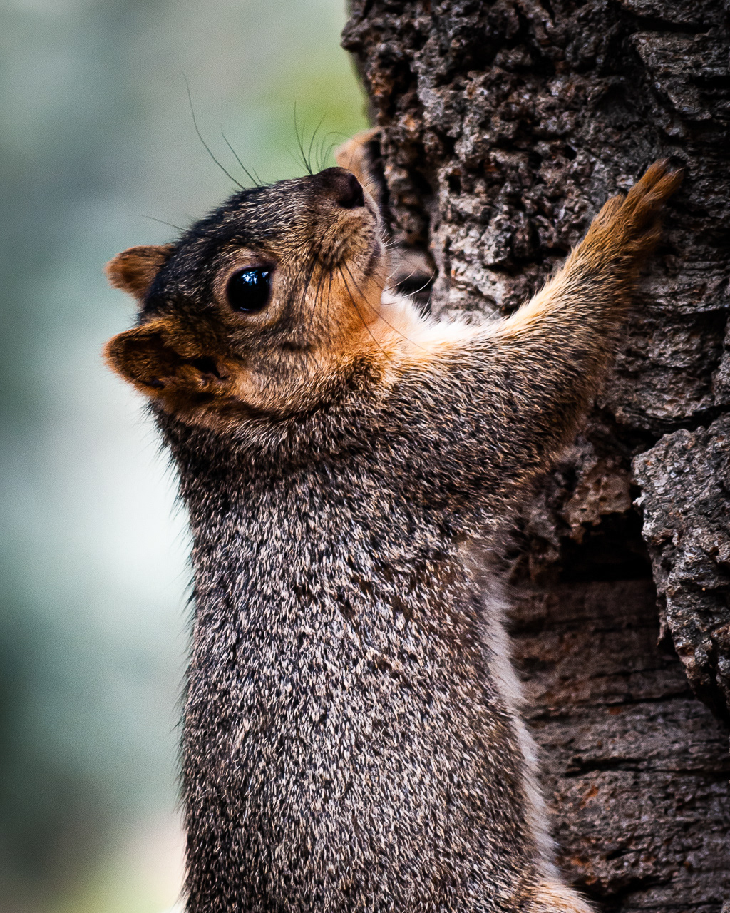 Squirrel