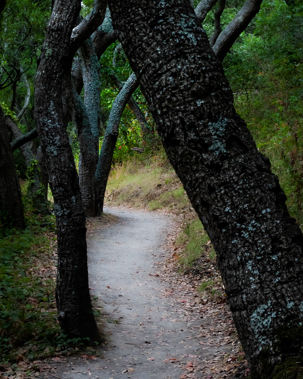 Woods