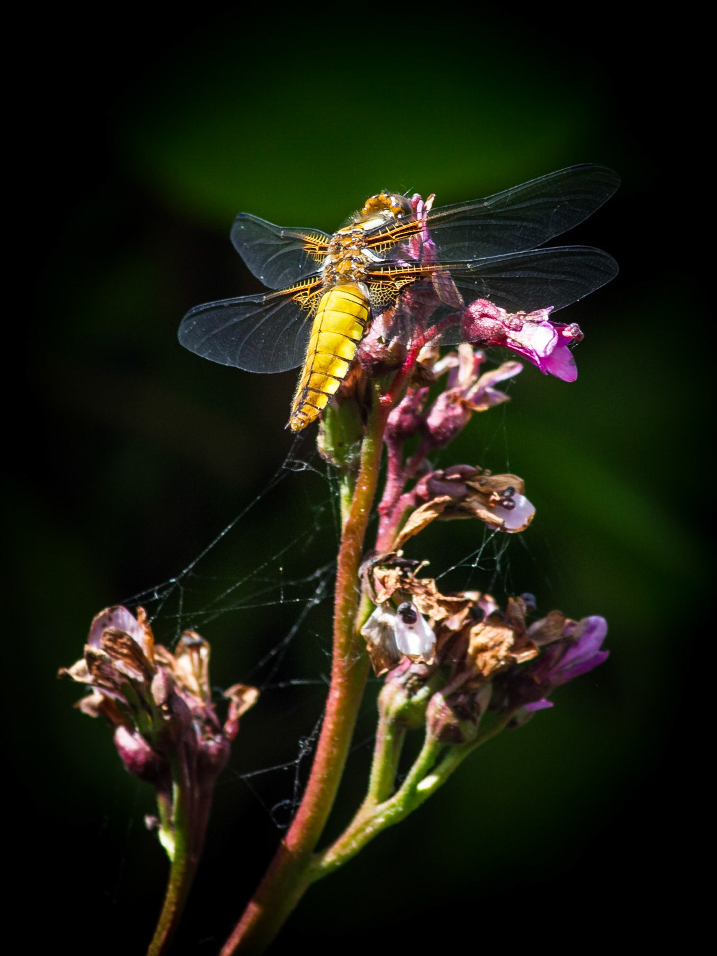 Libellula Depressa