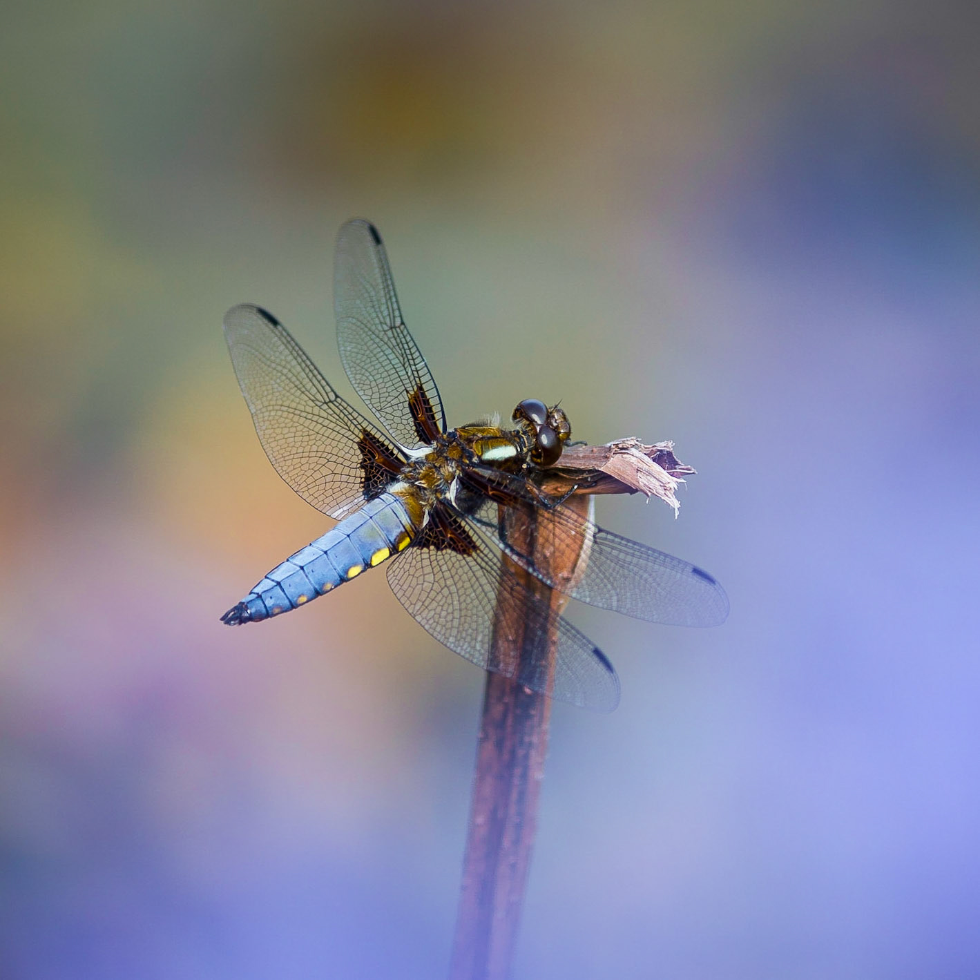 Libellula Depressa