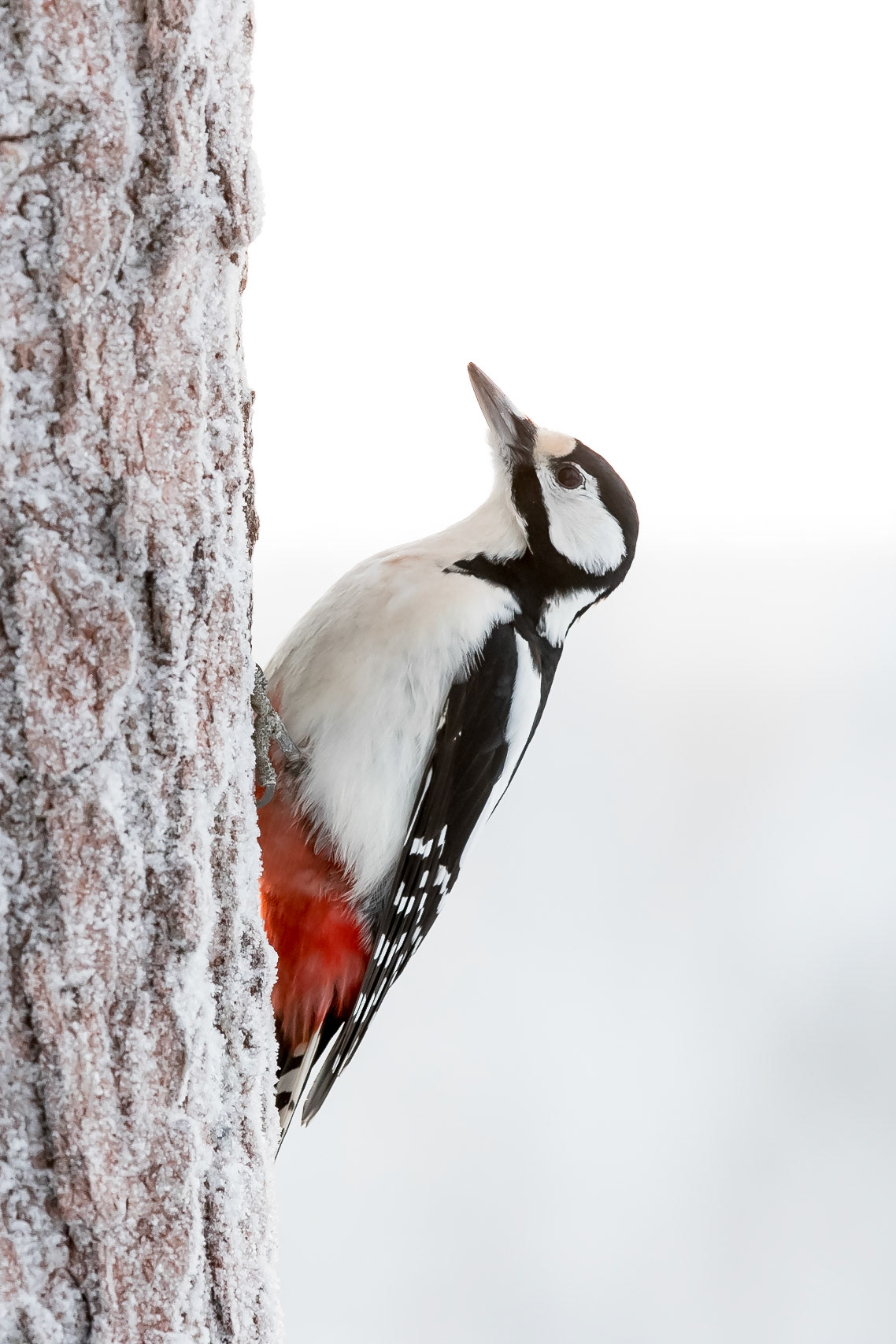 Great spotted woodpecker