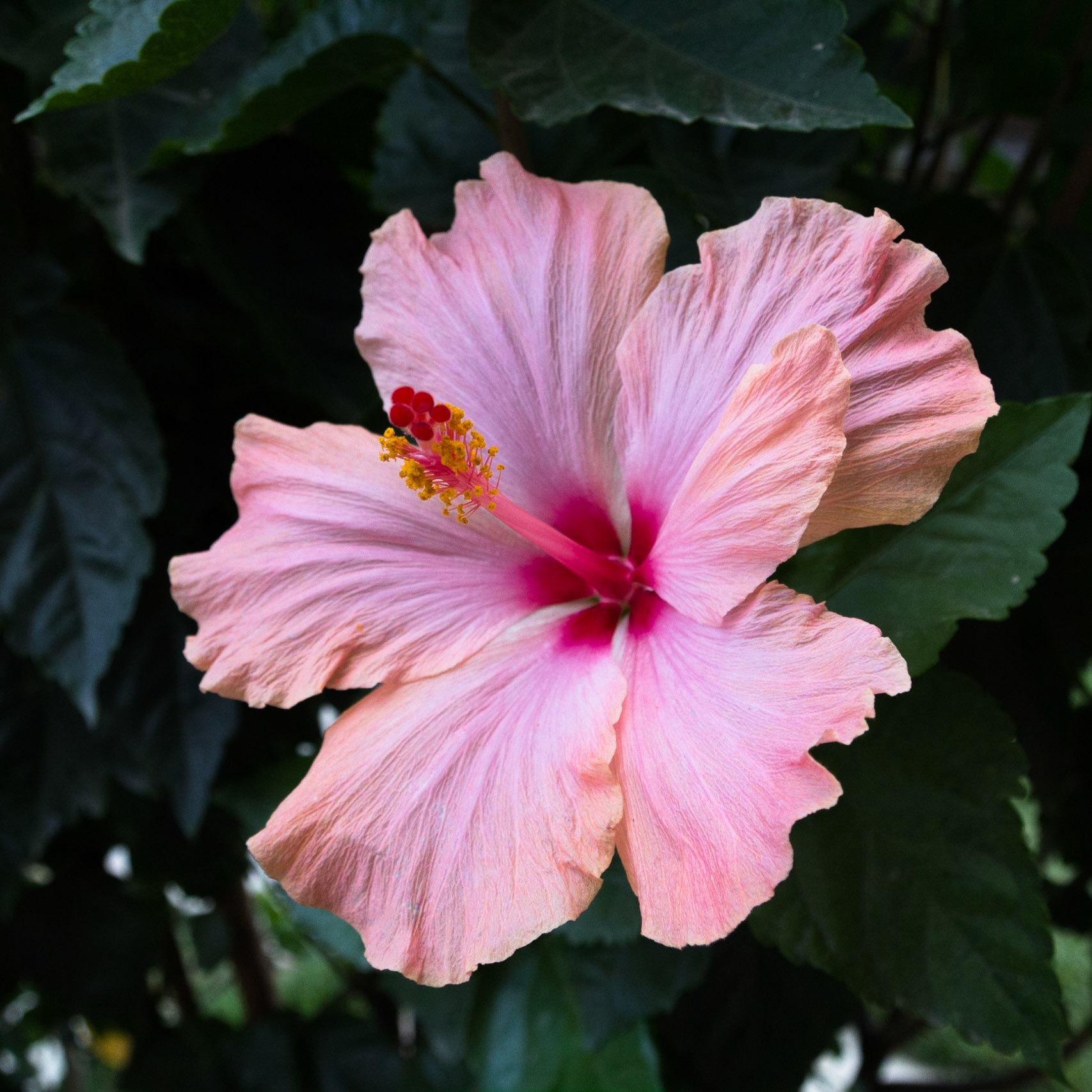 Flor del beso