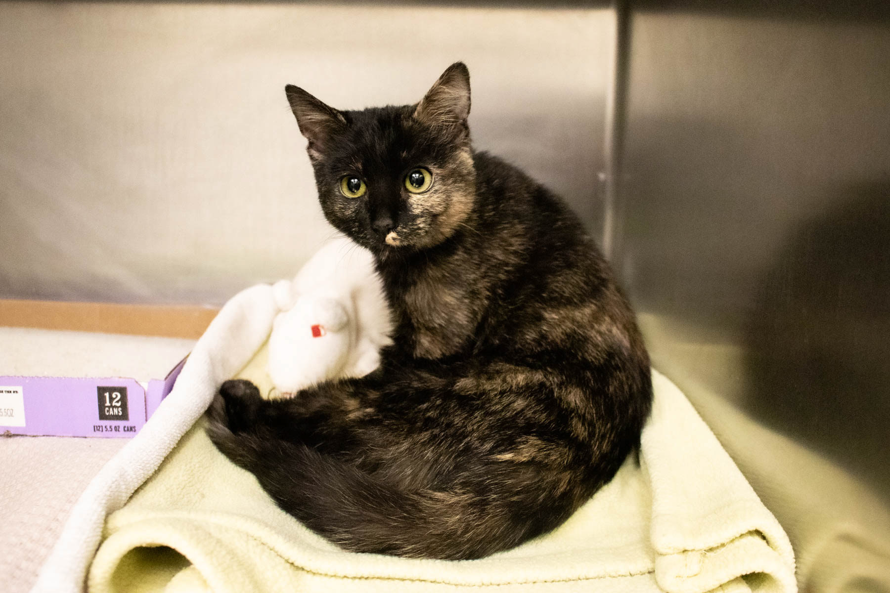 Stray Cat Alliance- Los Angeles