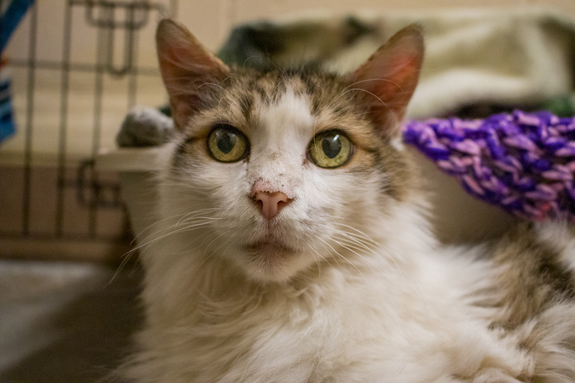 Stray Cat Alliance- Los Angeles