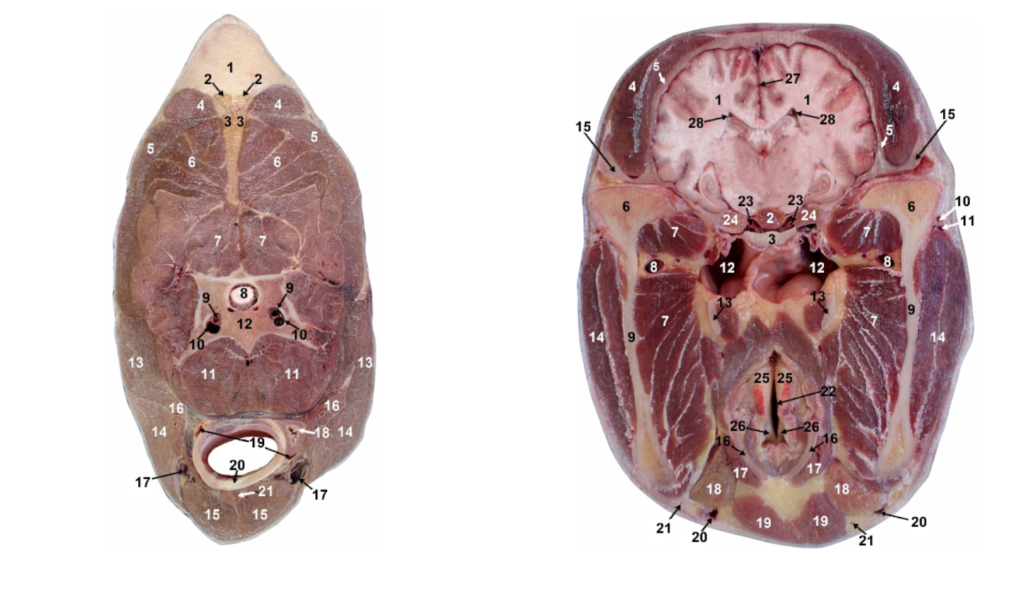 Medical and Veterinary Illustration by Diogo Guerra - Resources