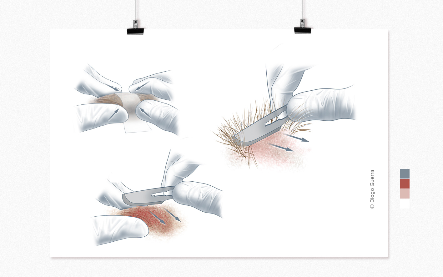 Medical And Veterinary Illustration By Diogo Guerra Clinical