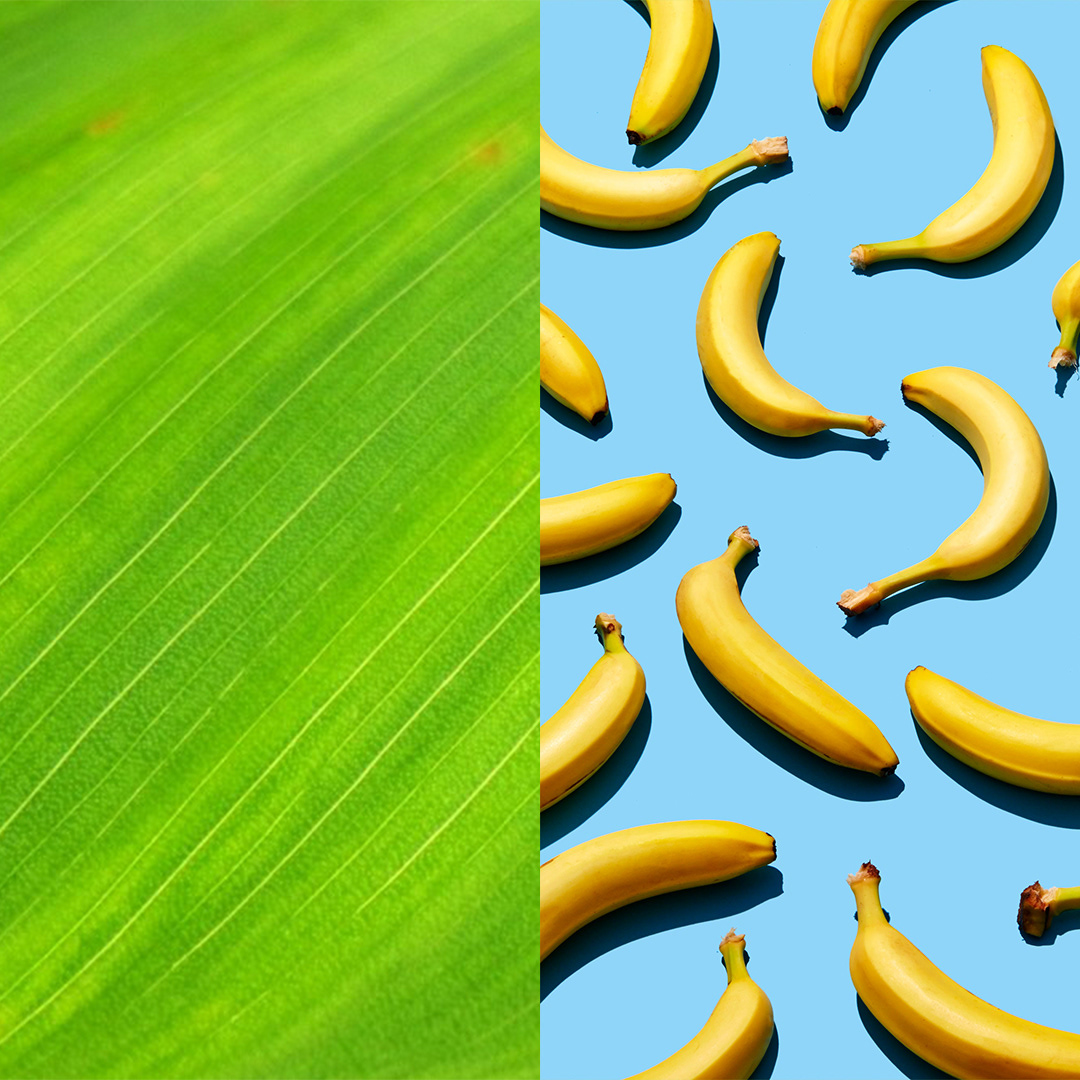 Photoshop Elements