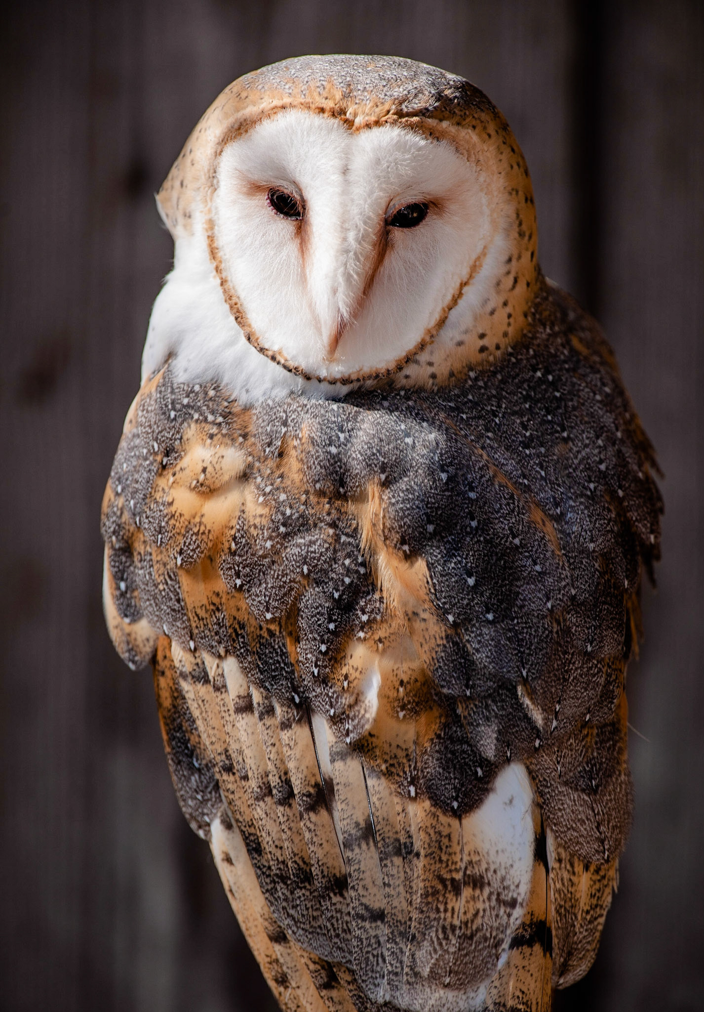 Barn owl. Huntersville NC