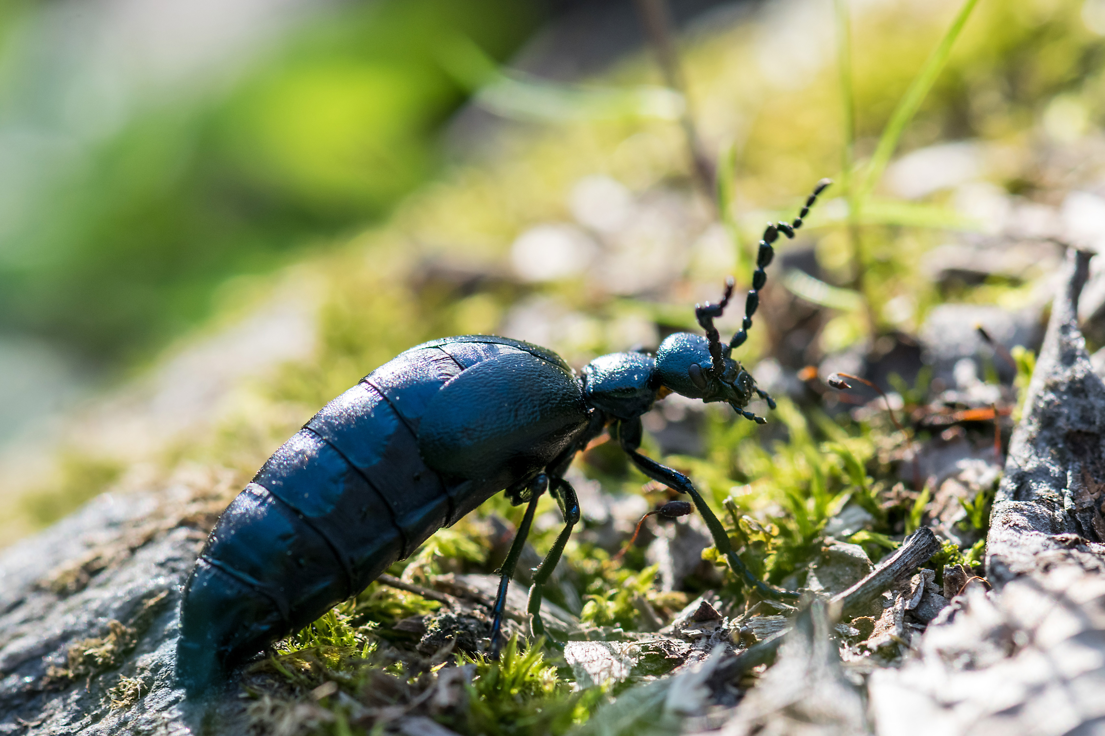 Meloe violaceus
