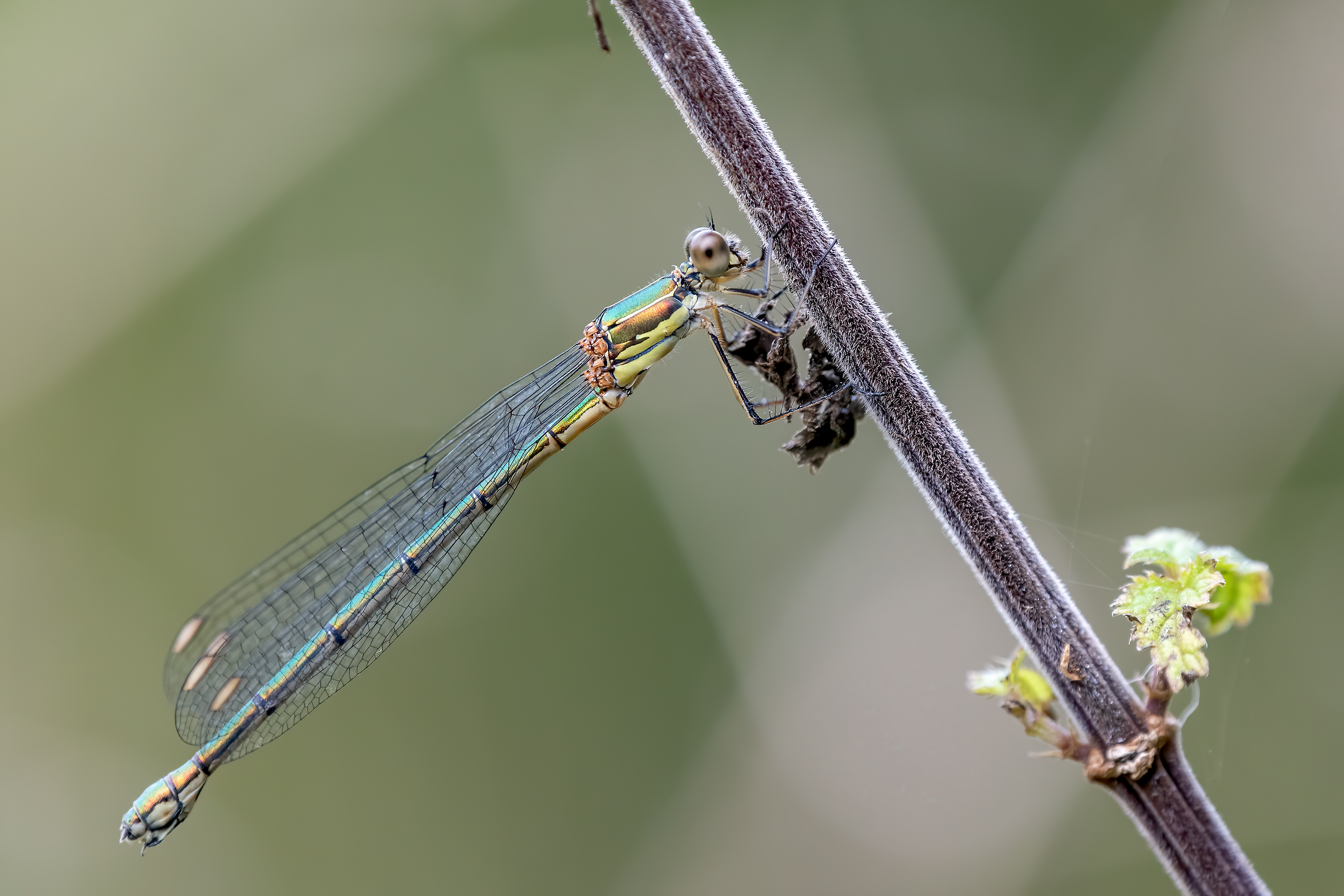 Agrion puella