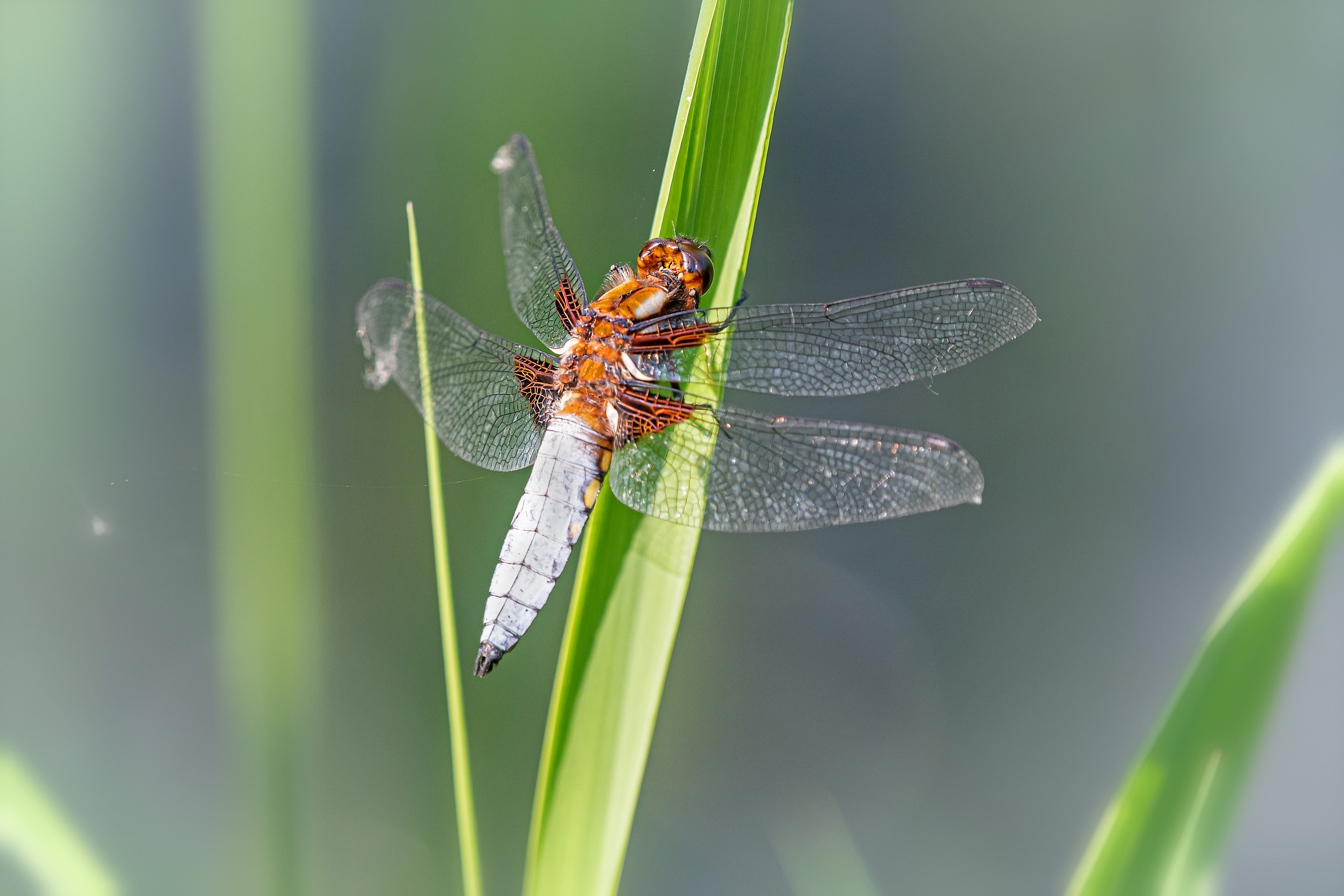 Libellula depressa