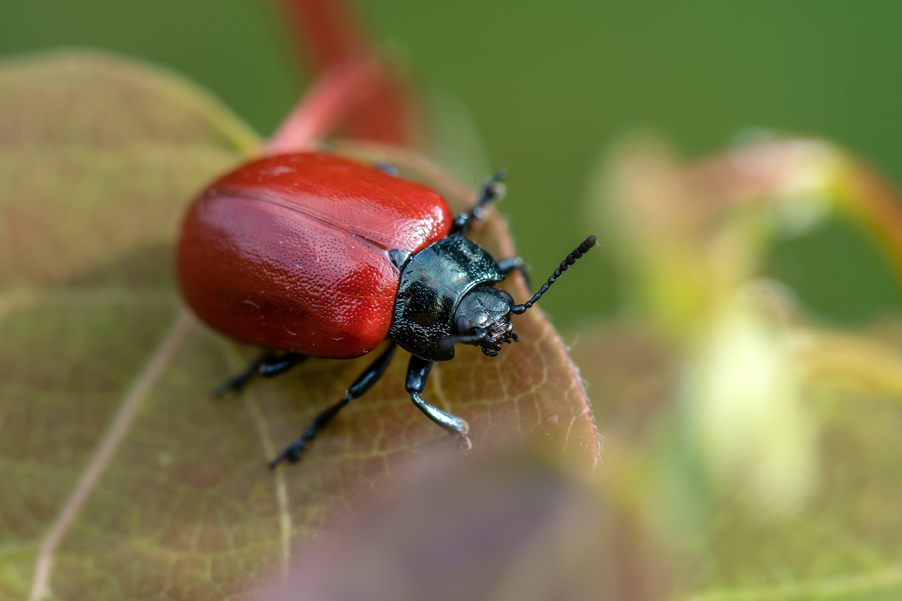 Melasoma populi