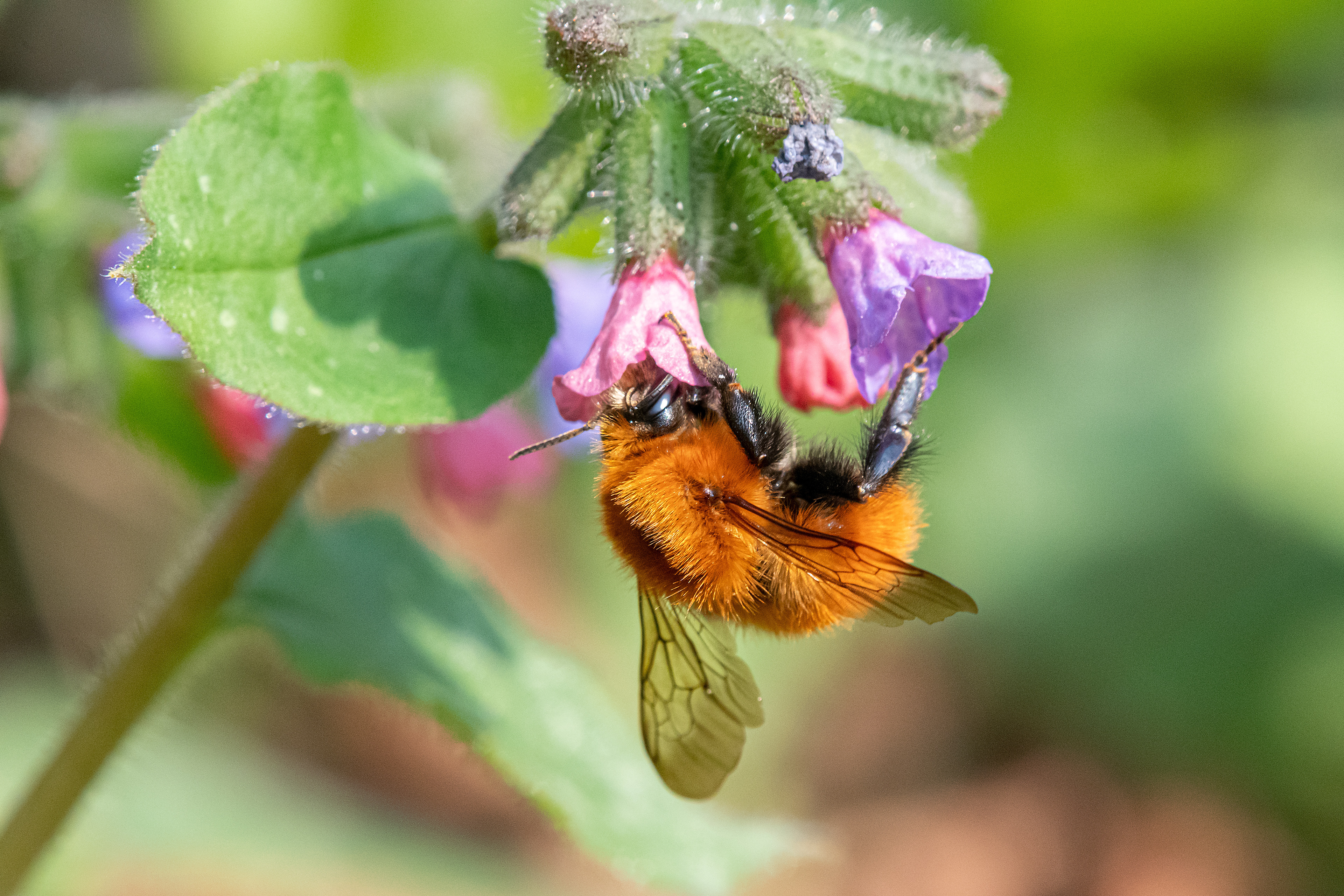 Bombus pascuorum