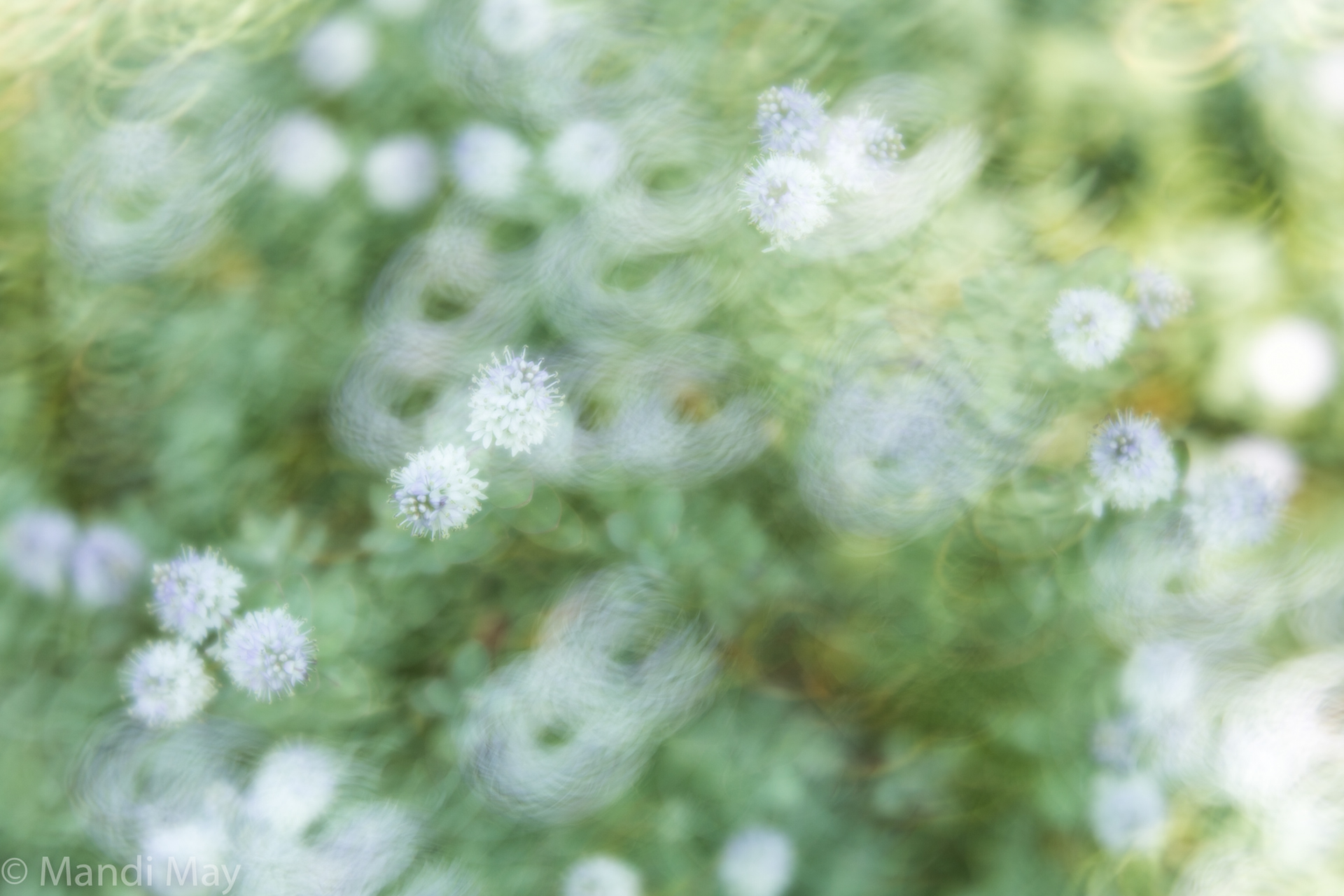 Flowers & Swirl