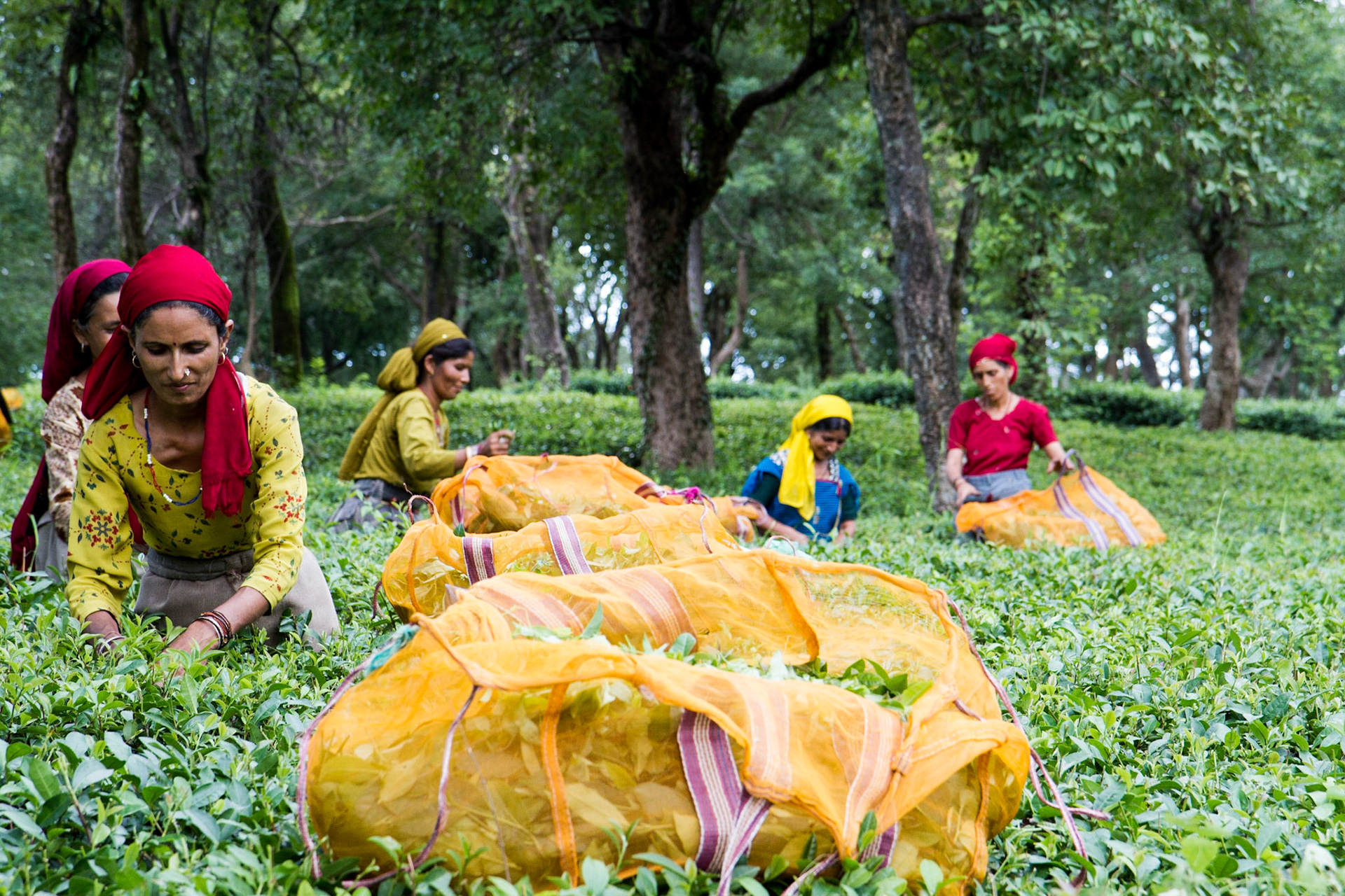 Palampar, India. Women harvest tea leaves into yellow mesh bags. Taken August 29, 2012.