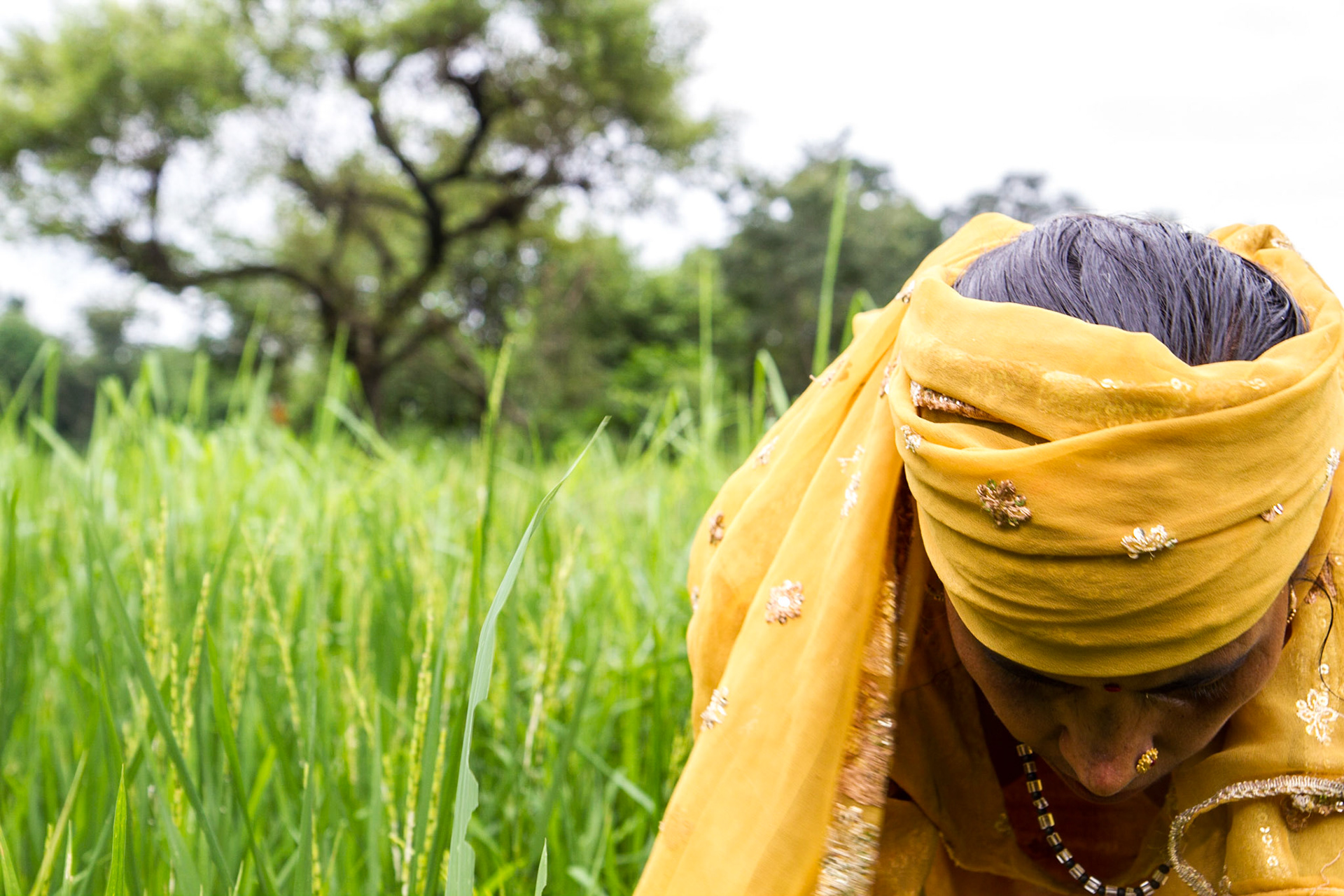Amtrar Village, Himachal Pradesh, India. Manorama Devi, 42, works in her rice paddy field. Taken August 29, 2012.