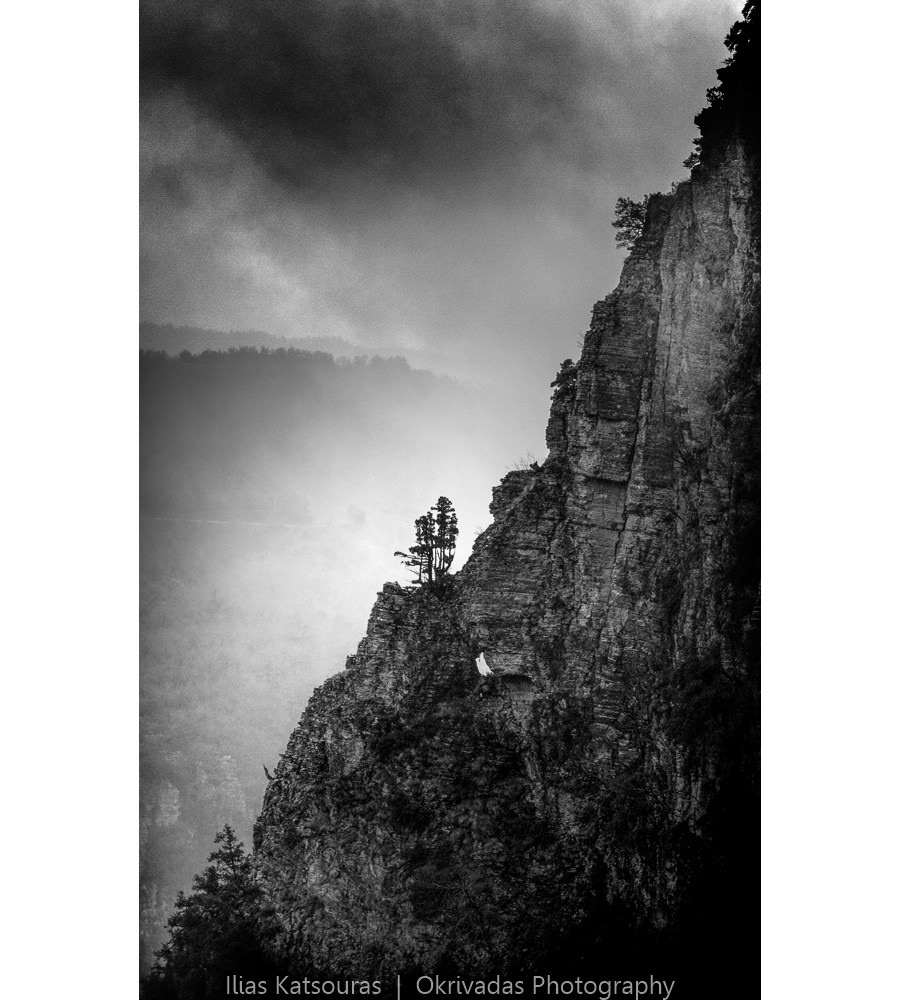 vikos tree minimalism slope epirus βίκος ήπειρος δέντρο πλαγιά