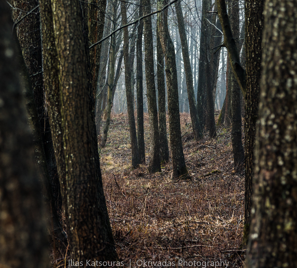 lithuania lietuva forest landscape λιθουανία δάσος τοπίο