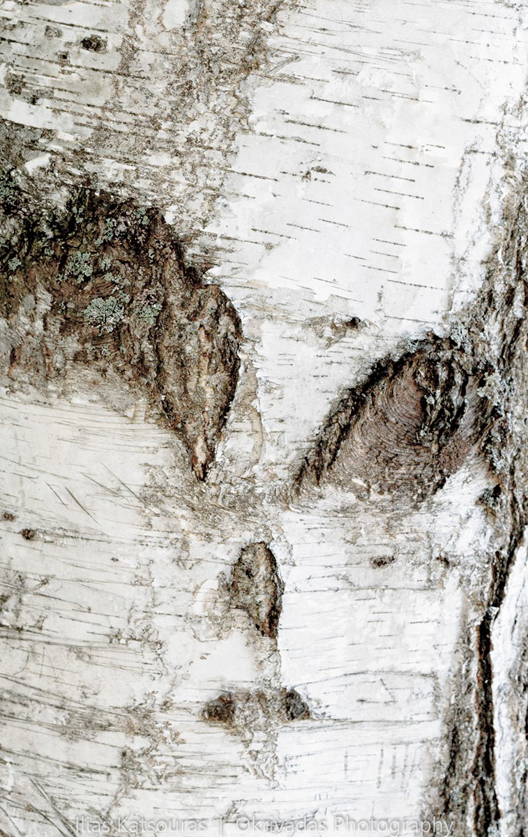 lithuania tree alien eyes trunk λιθουανία δέντρο περίεργο μάτια κορμός