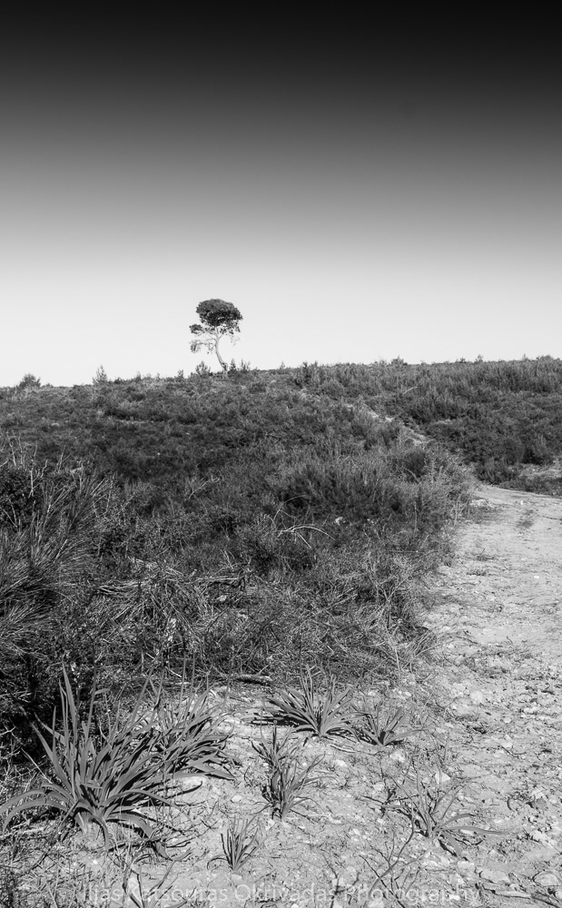 path-lonely-tree