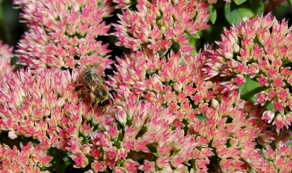 Bee on Bright Pink Flowers