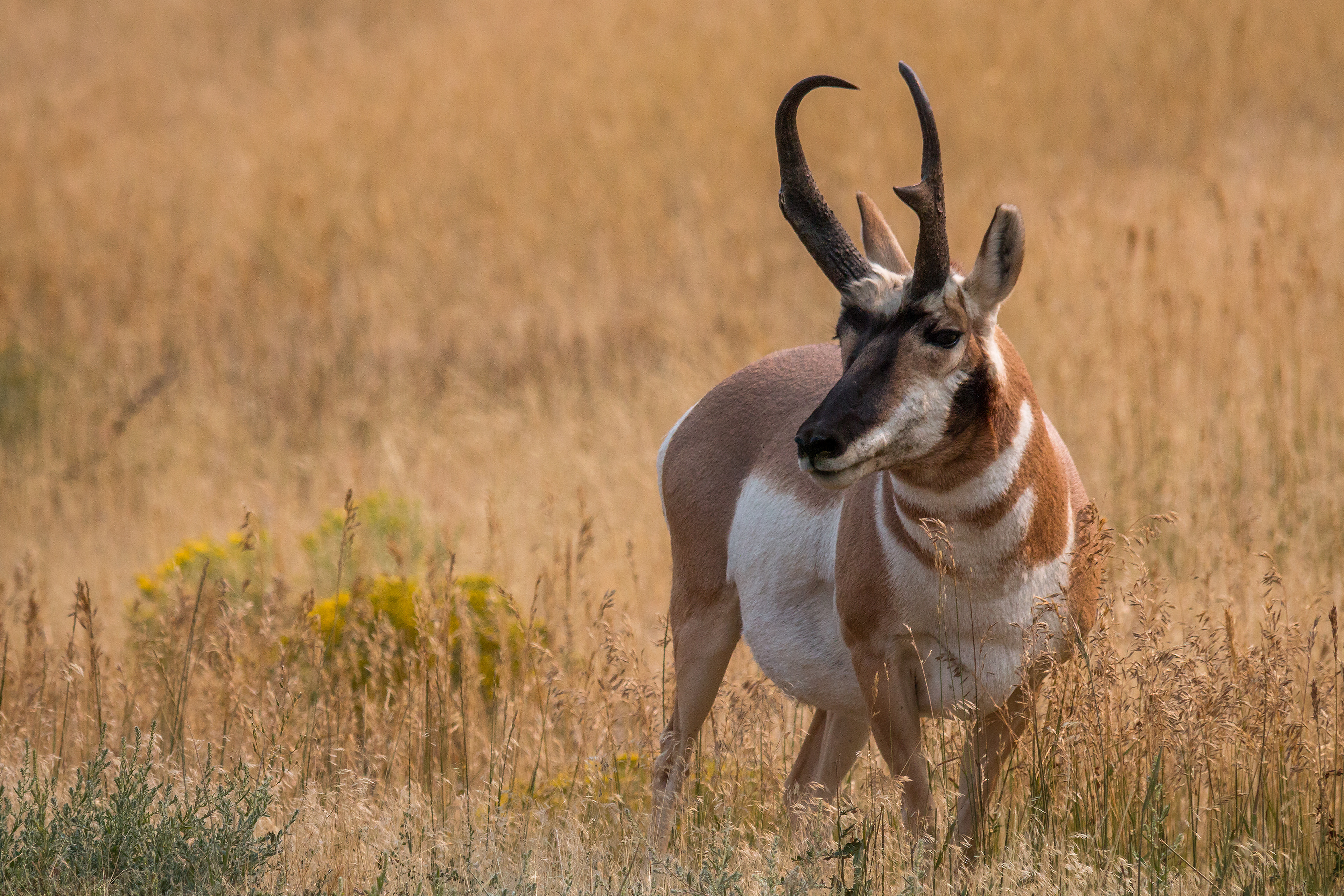 amerikanische antilope