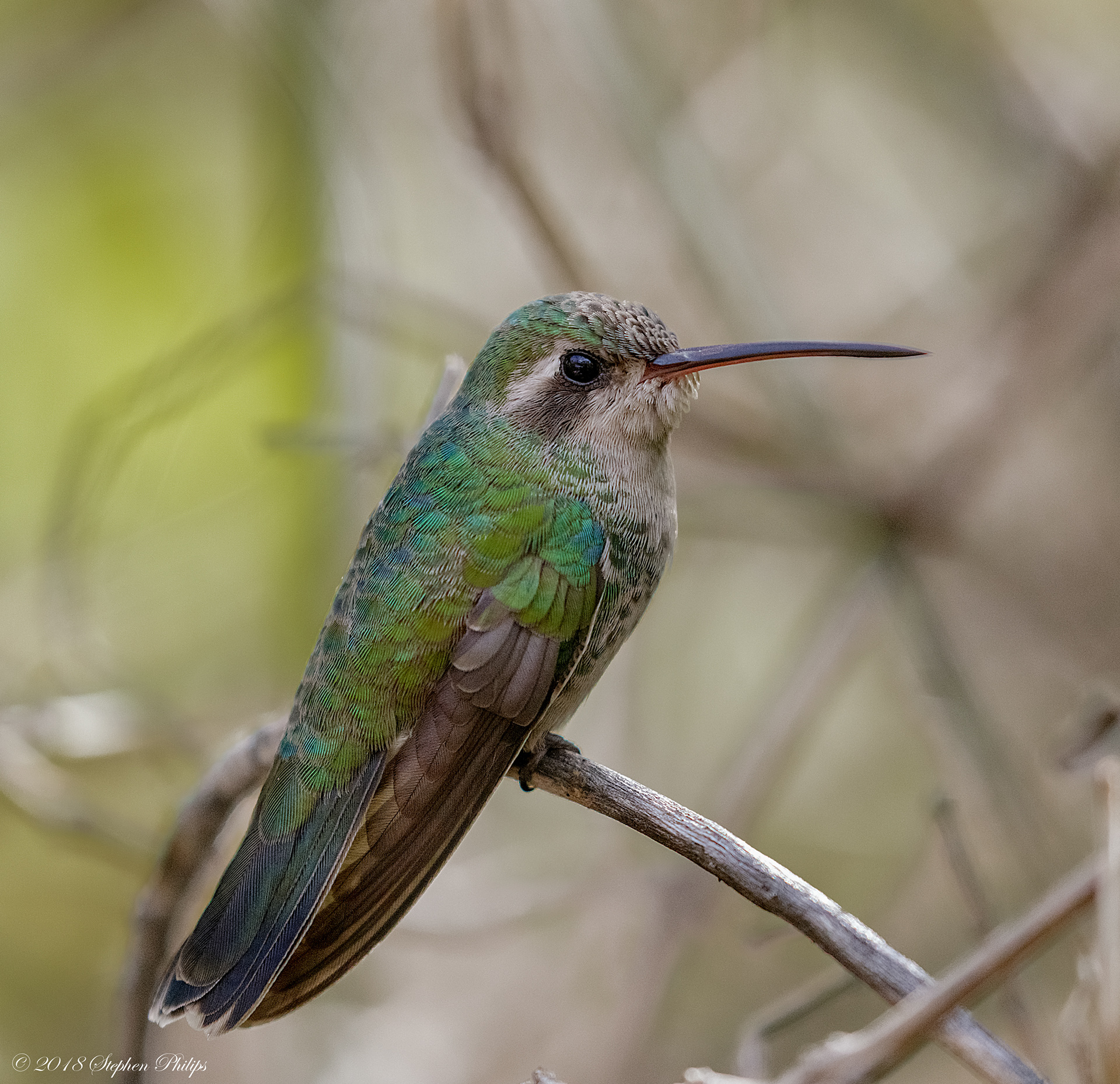 Stephen Philips - Amazing Animals of Arizona